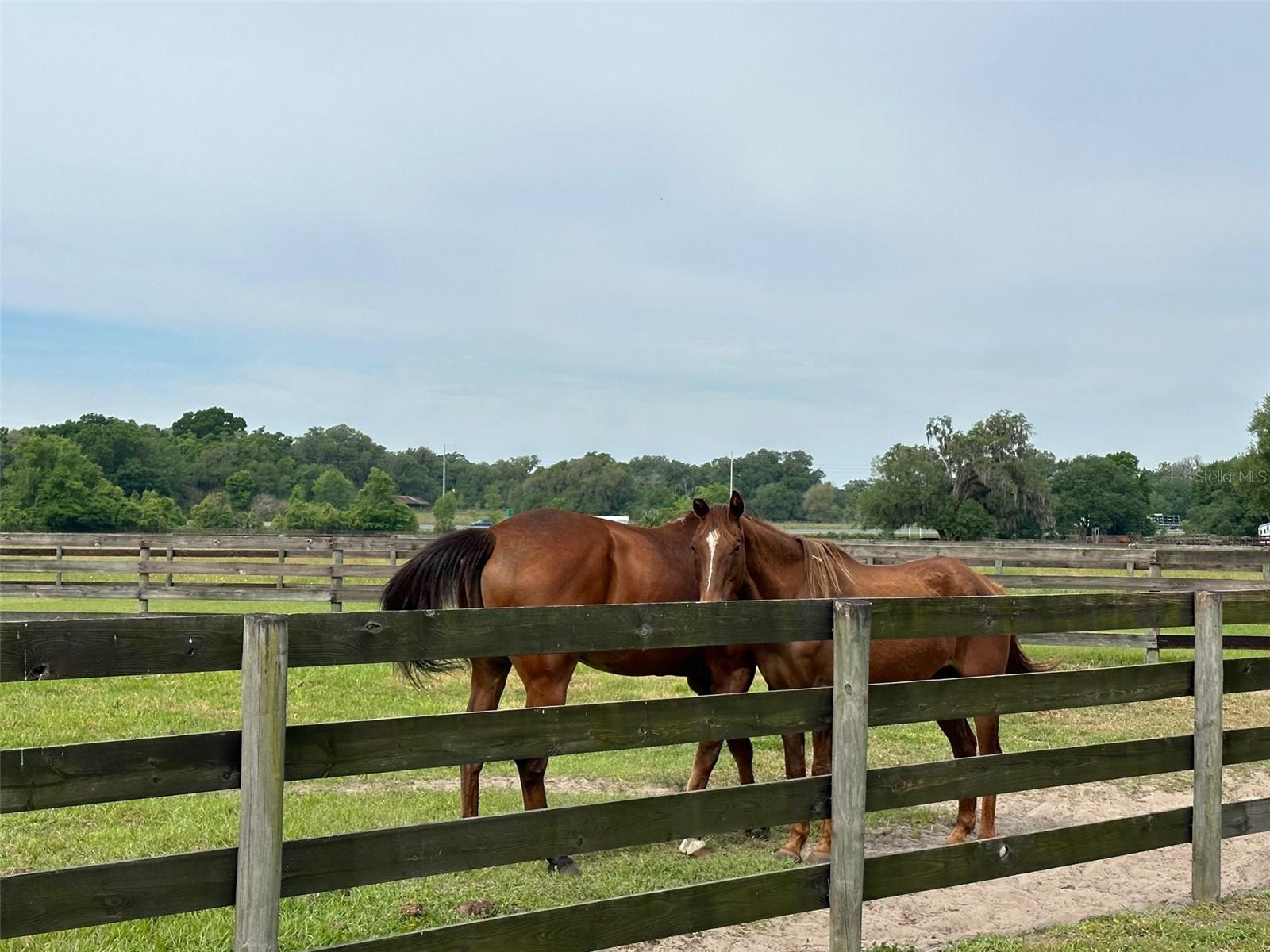 4101 NW 89TH PL, OCALA, FL — photo 4