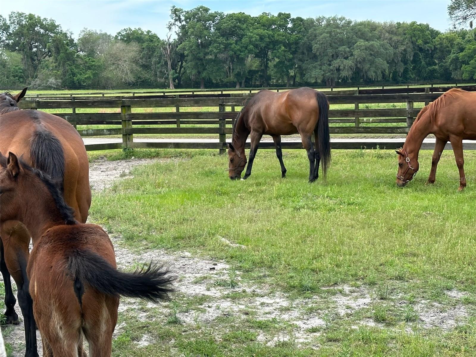 4101 NW 89TH PL, OCALA, FL — photo 18