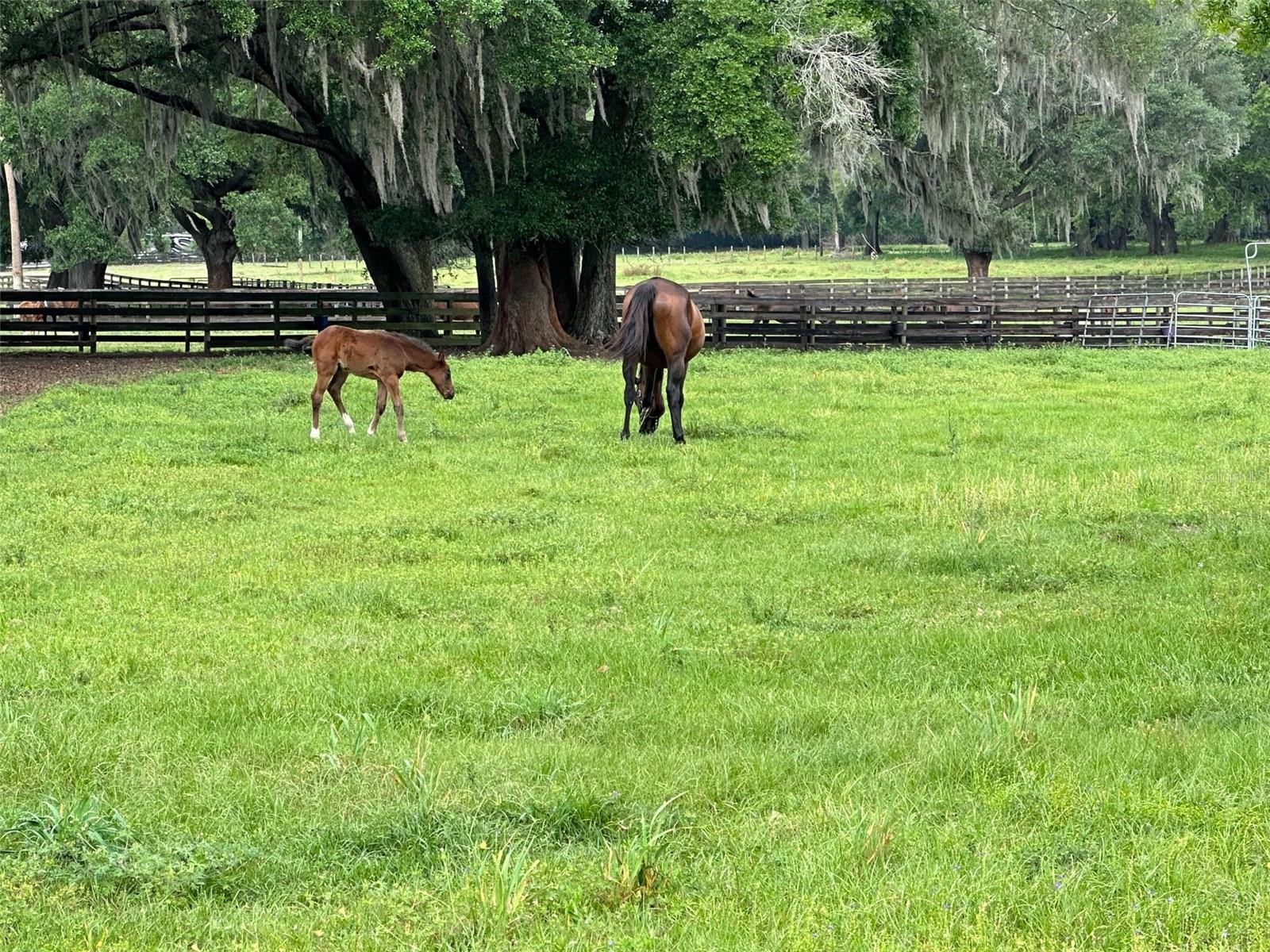 4101 NW 89TH PL, OCALA, FL — photo 19