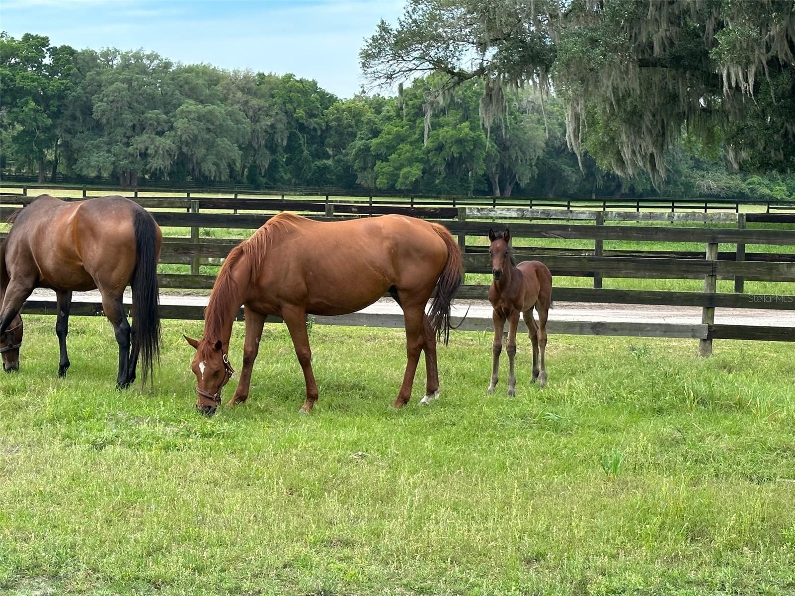 4101 NW 89TH PL, OCALA, FL — photo 20