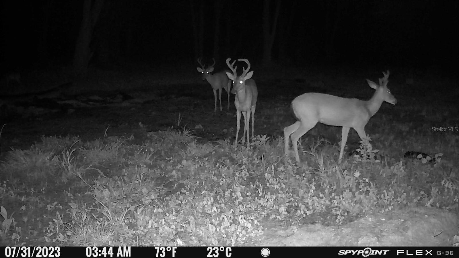 EMERALDA ISLAND RD, LEESBURG, FL — photo 24