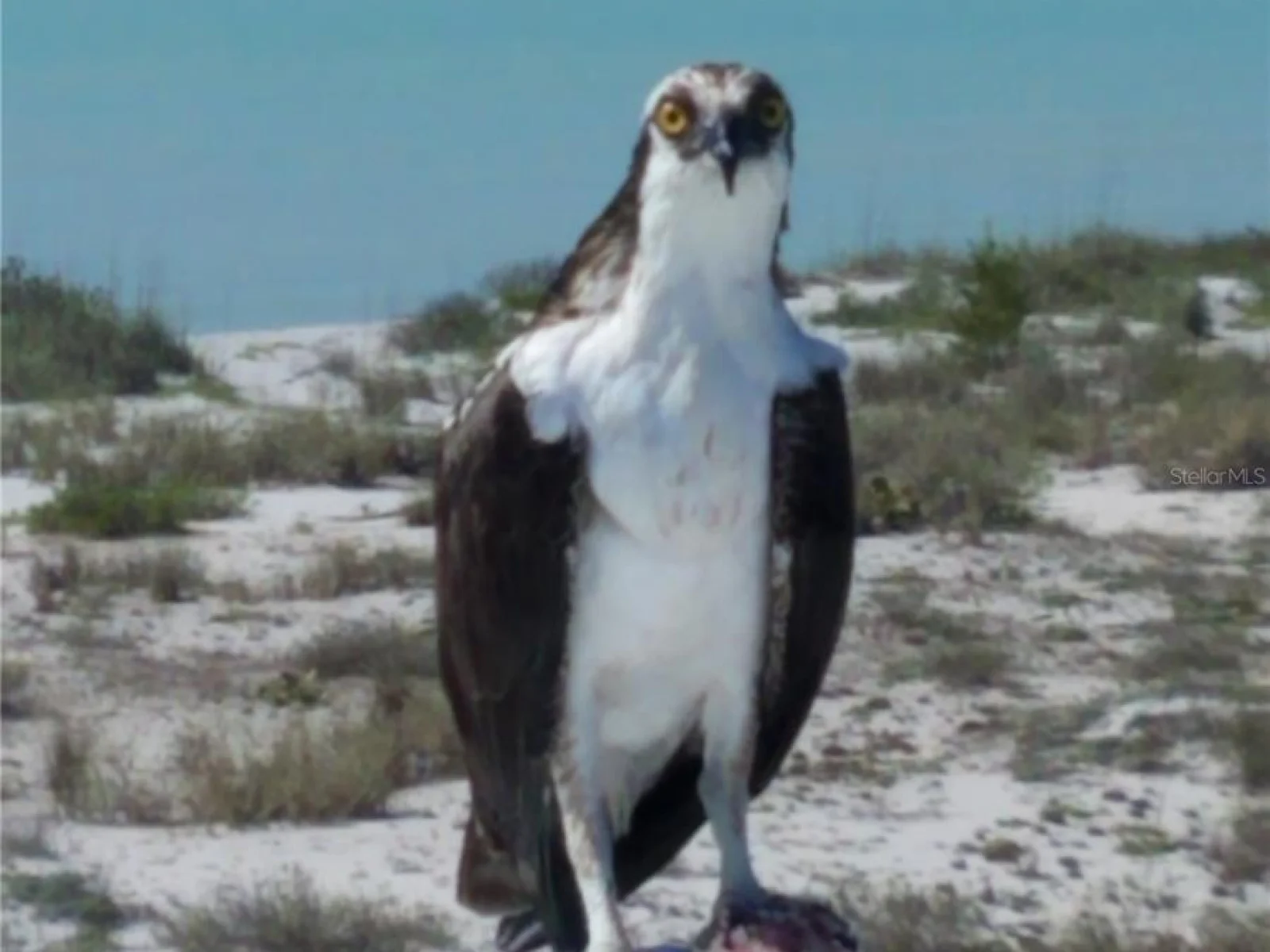 270 S GULF BLVD, PLACIDA, FL — photo 19