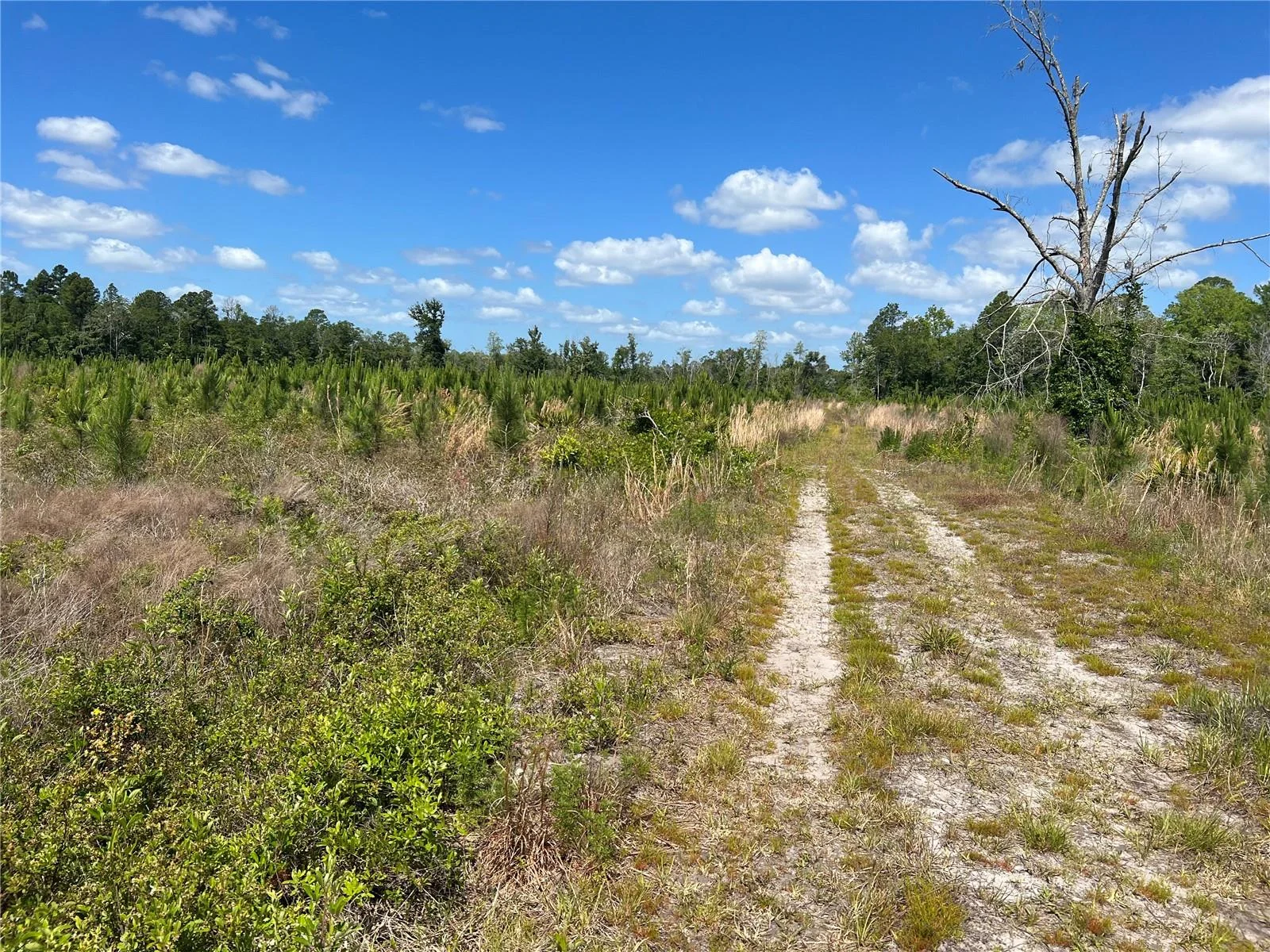 HWY 40, DUNNELLON, FL — photo 5