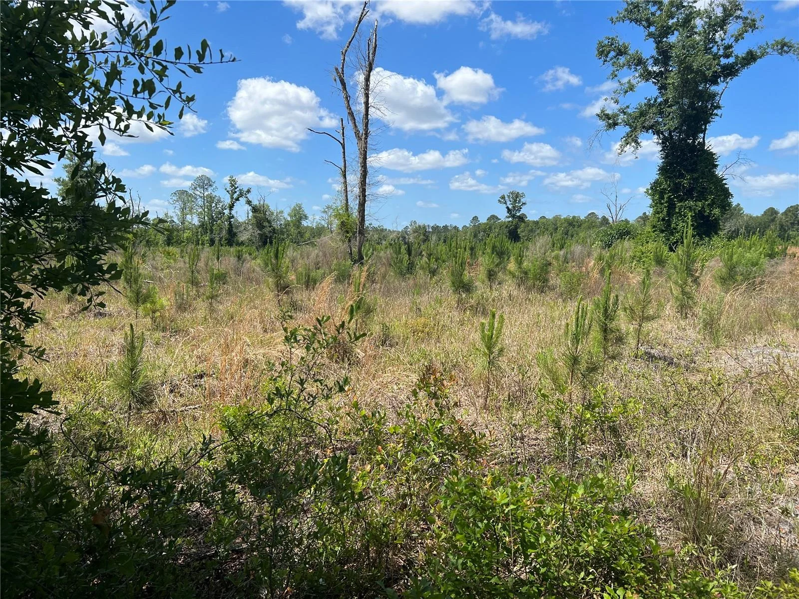 HWY 40, DUNNELLON, FL — photo 6