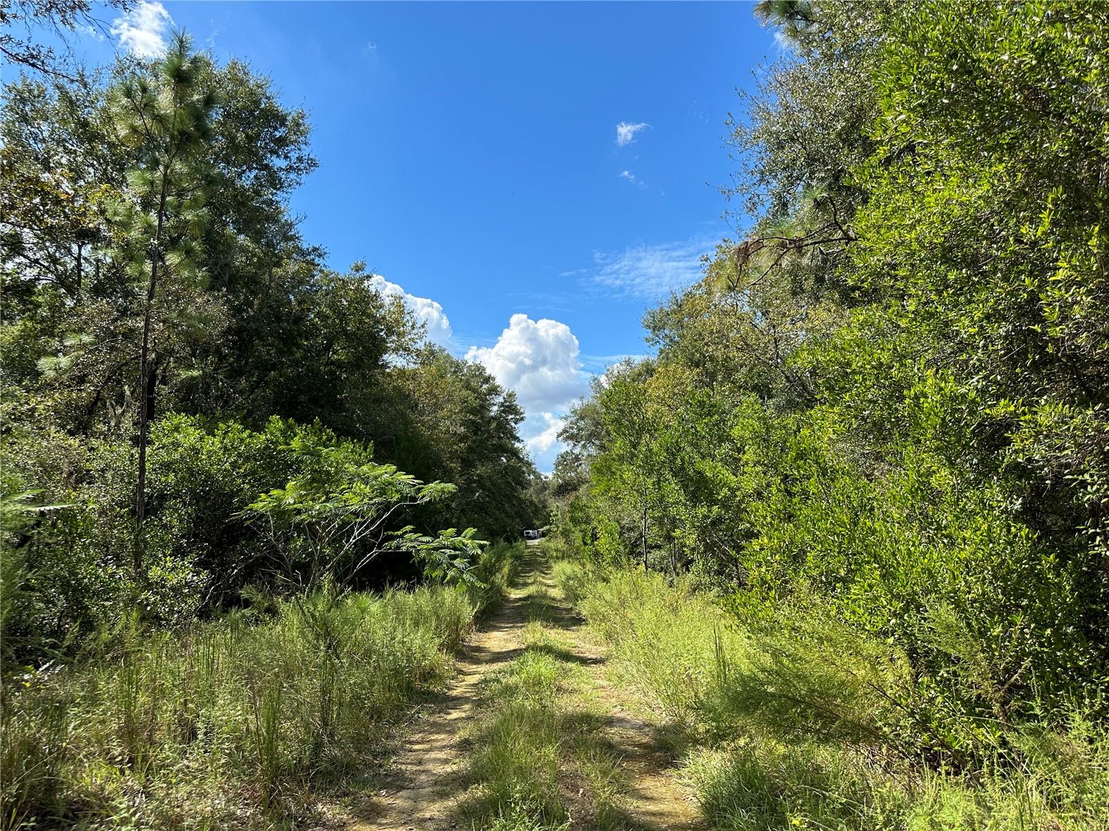 000 NE 156TH AVE, WILLISTON, FL — photo 5