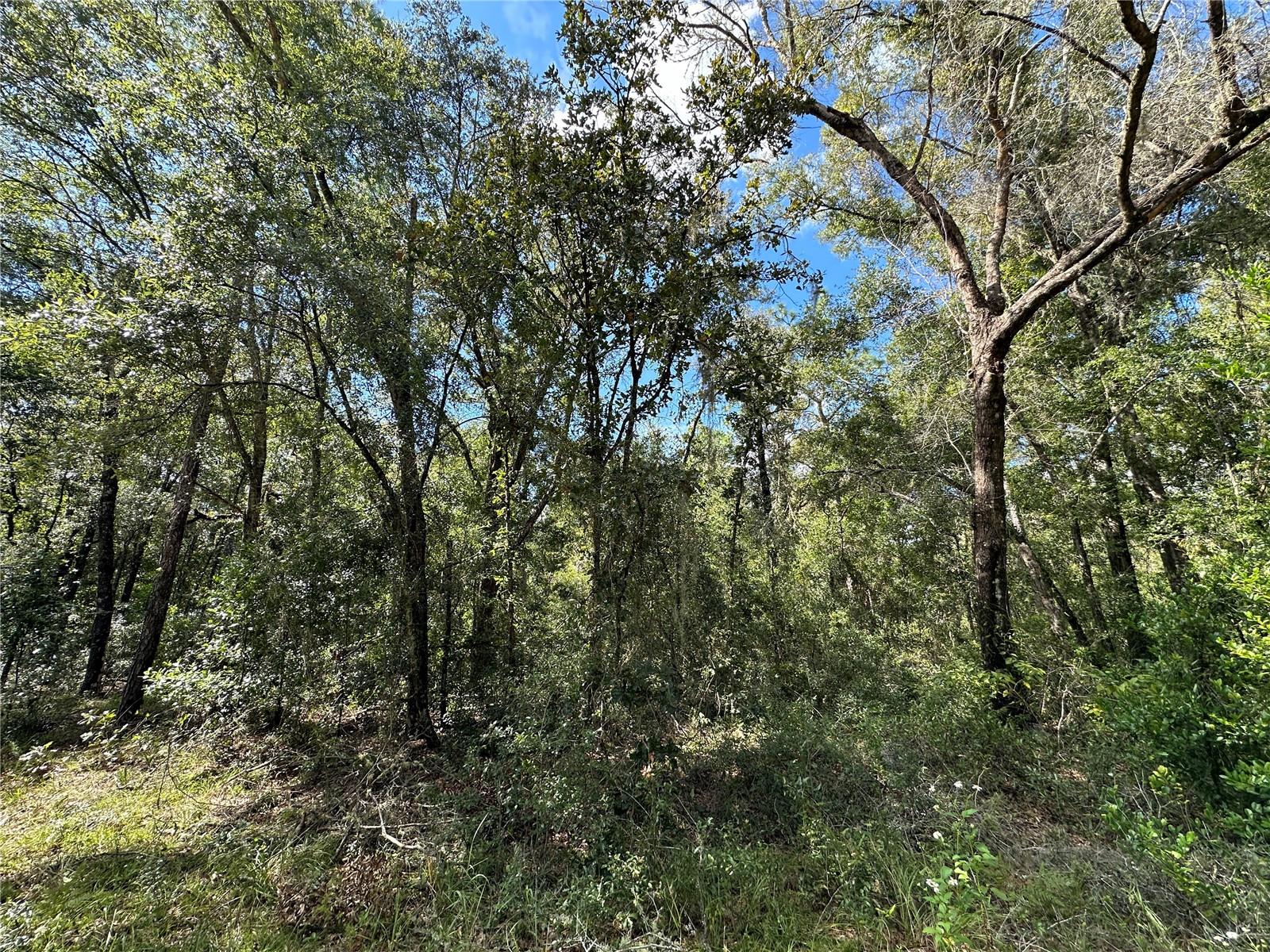 000 NE 156TH AVE, WILLISTON, FL — photo 4
