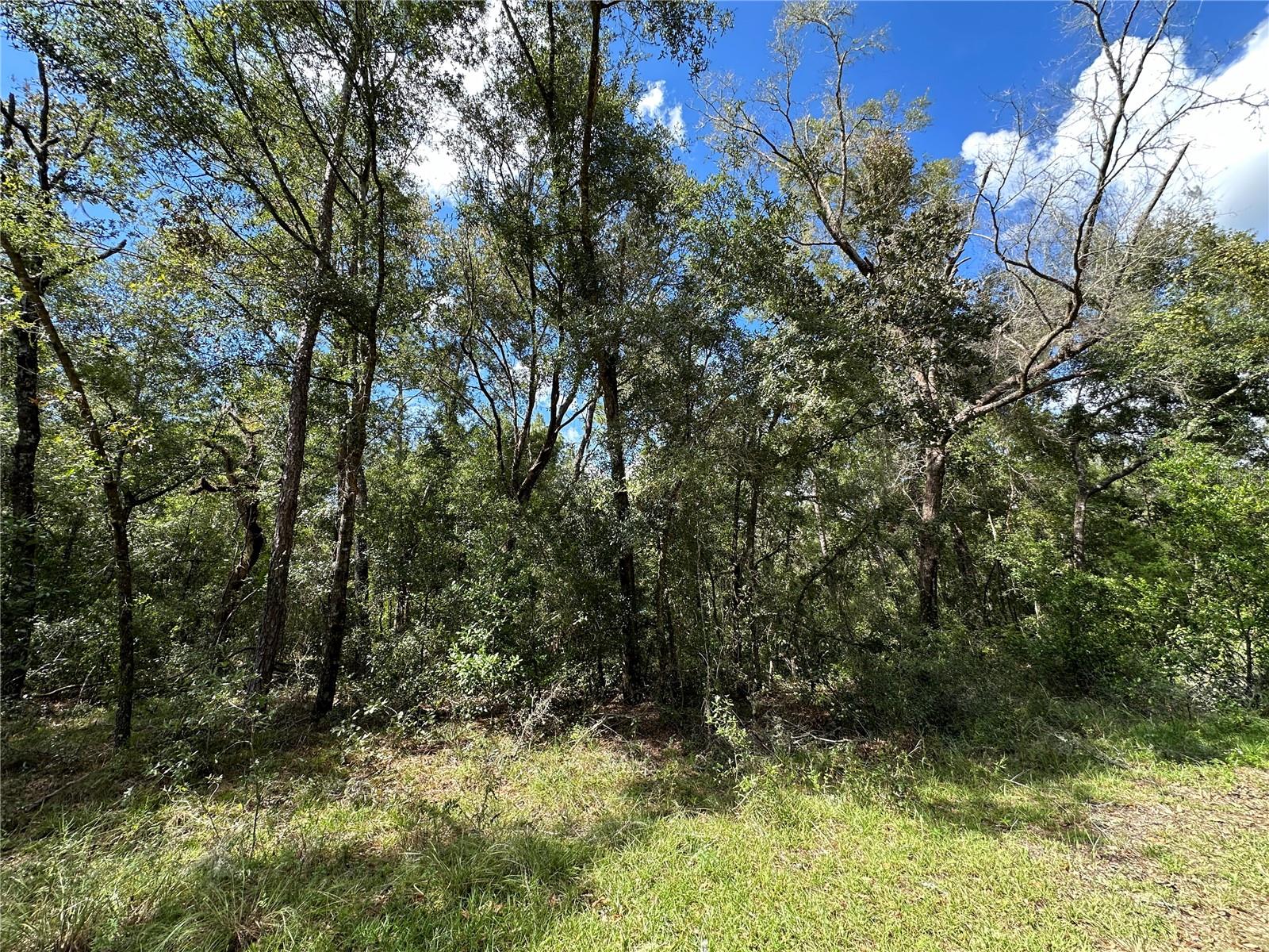 000 NE 156TH AVE, WILLISTON, FL — photo 2