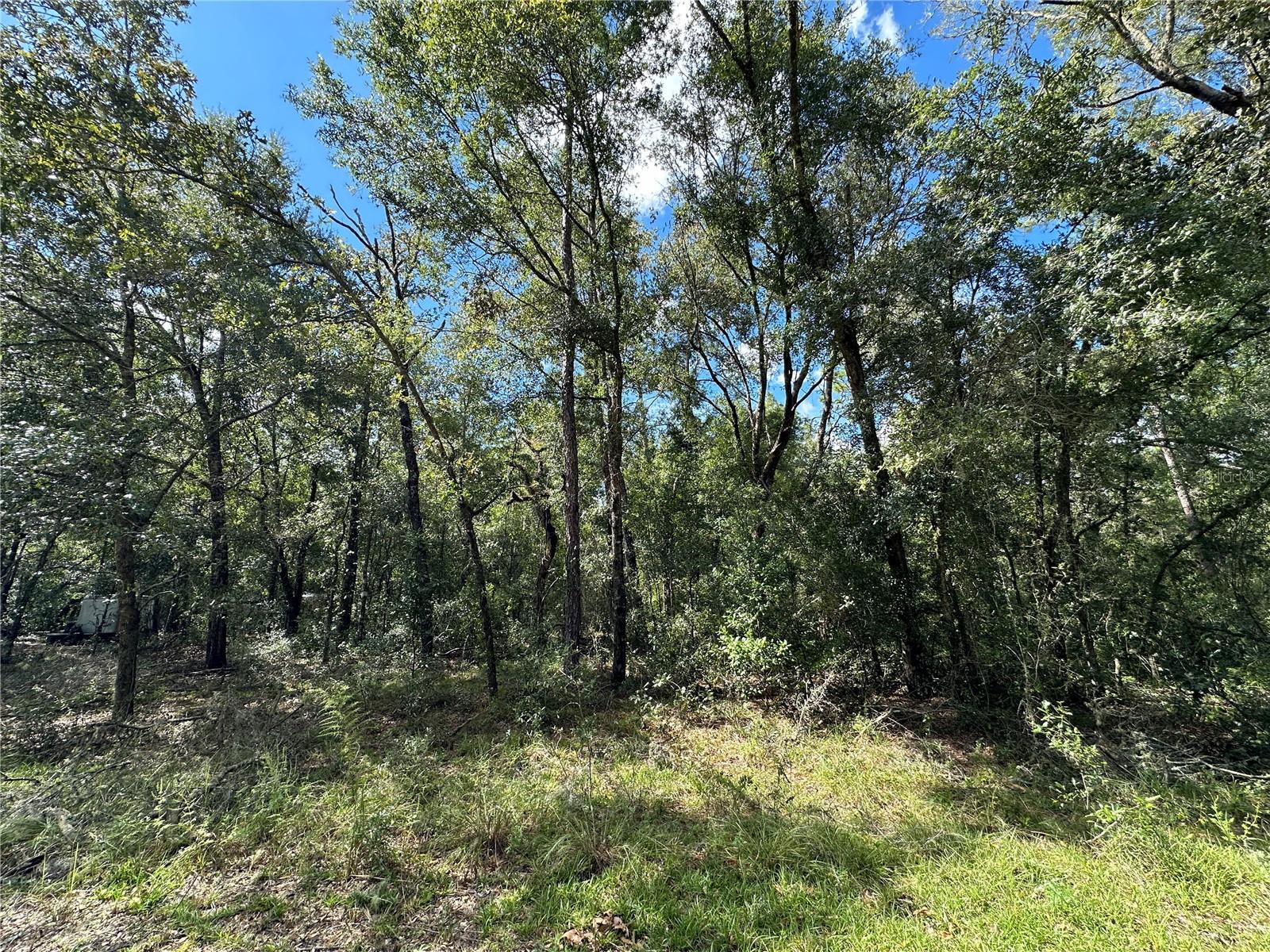 000 NE 156TH AVE, WILLISTON, FL — photo 3