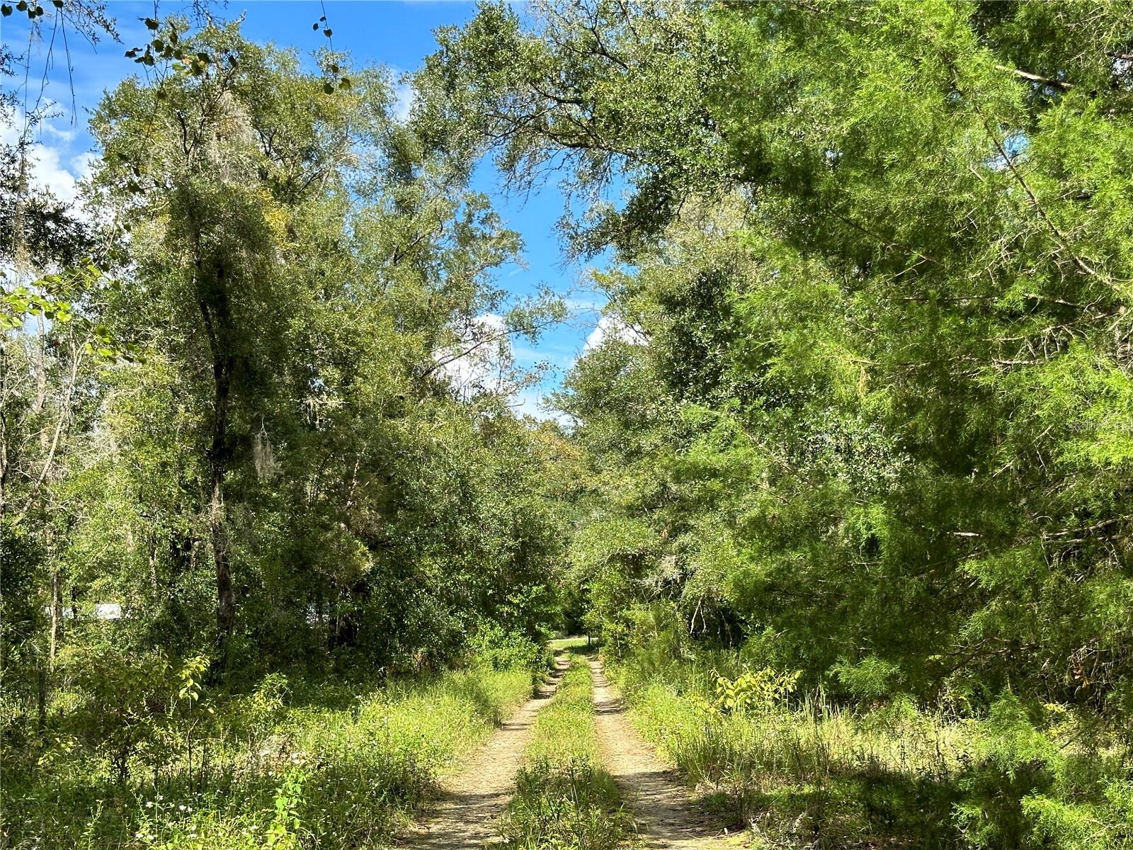 000 NE 156TH AVE, WILLISTON, FL — photo 6