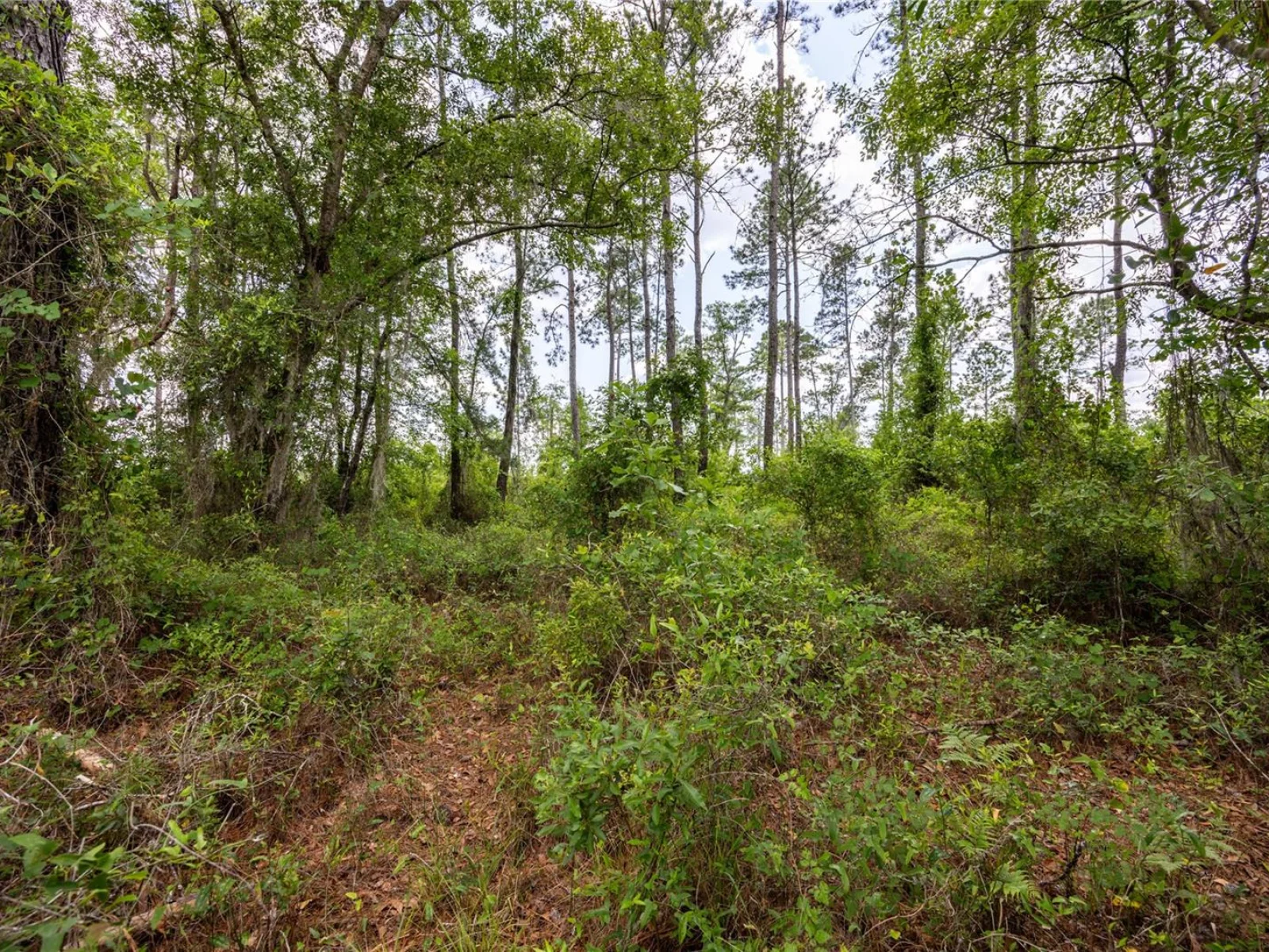 0 COUNTY ROAD 225, WALDO, FL — photo 3