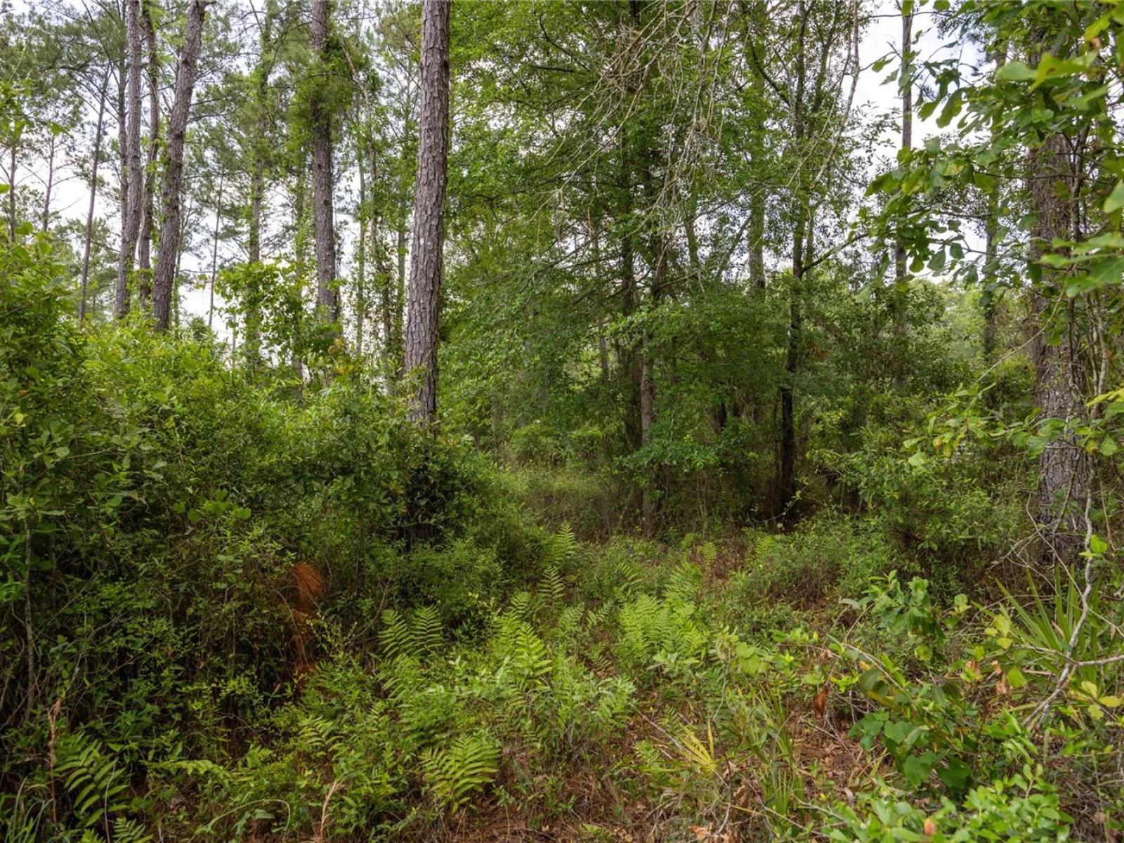 0 COUNTY ROAD 225, WALDO, FL — photo 7