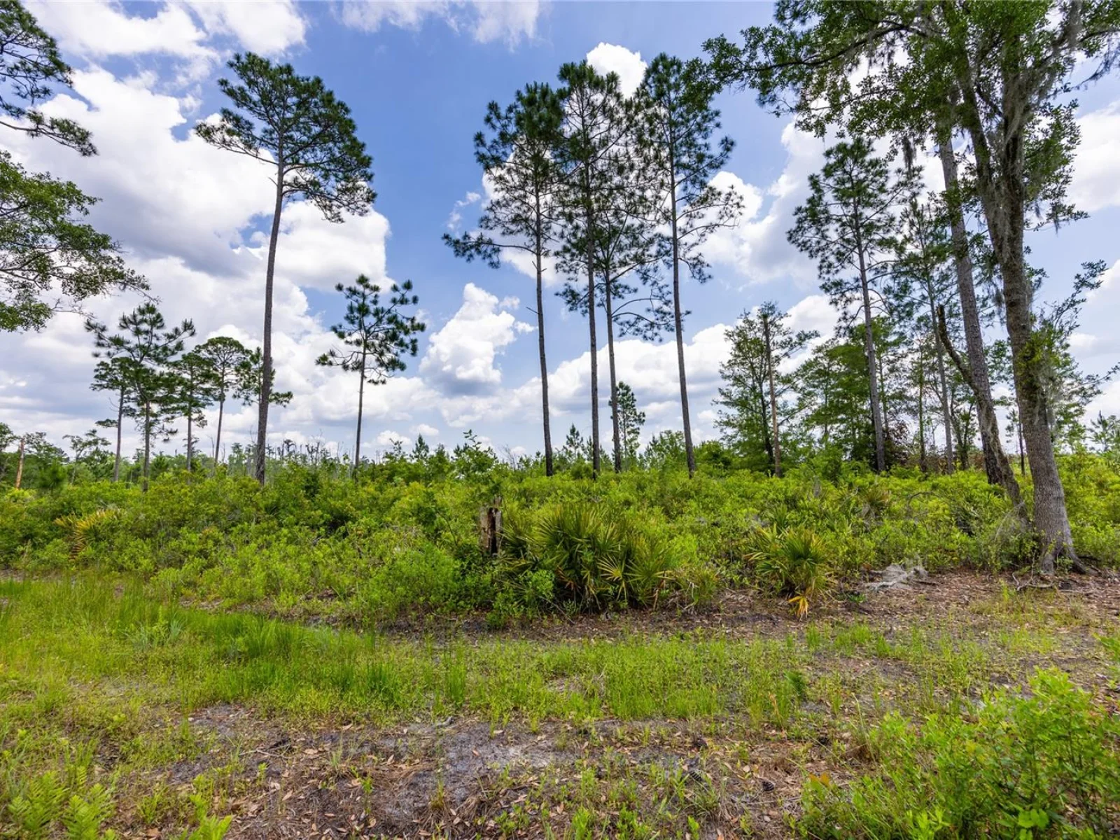0 COUNTY ROAD 225, WALDO, FL — photo 8
