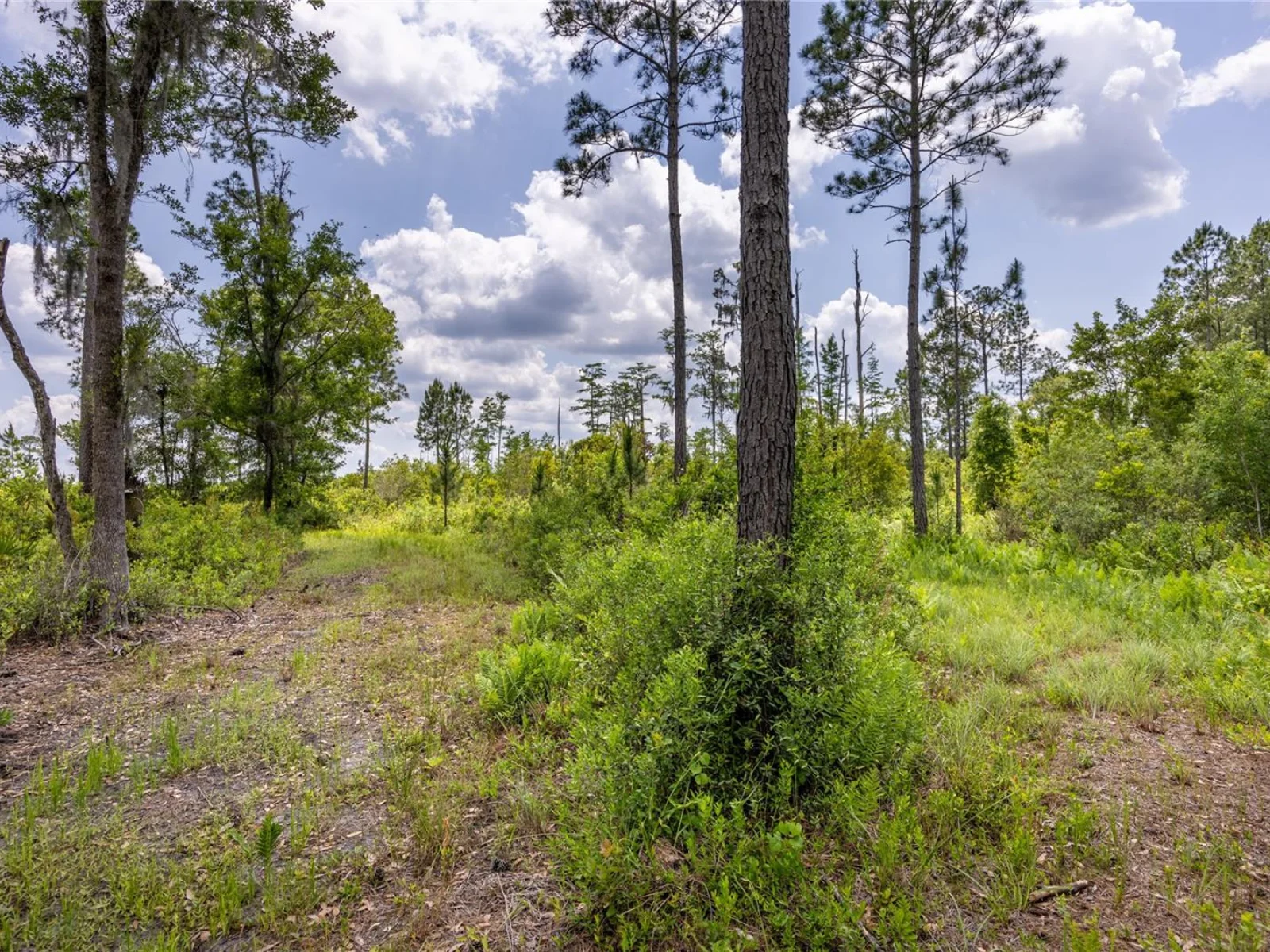 0 COUNTY ROAD 225, WALDO, FL — photo 9