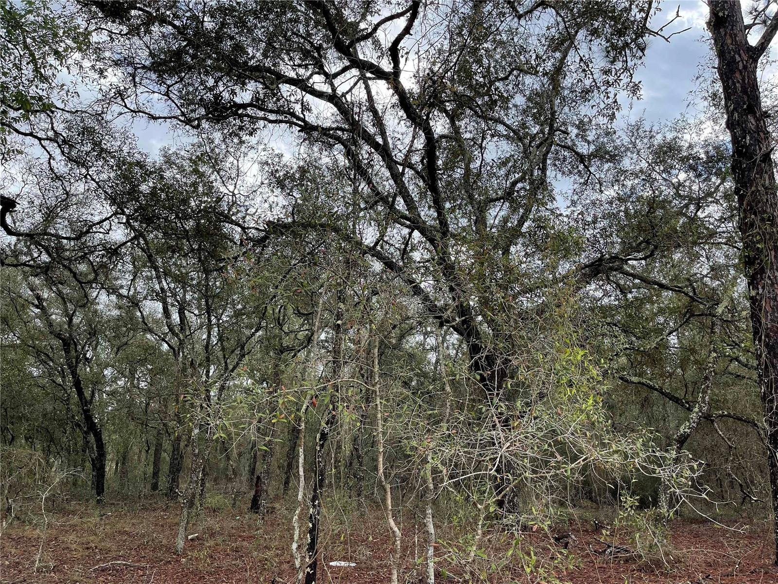 Lot 8 NE 120 AVE, WILLISTON, FL — photo 2