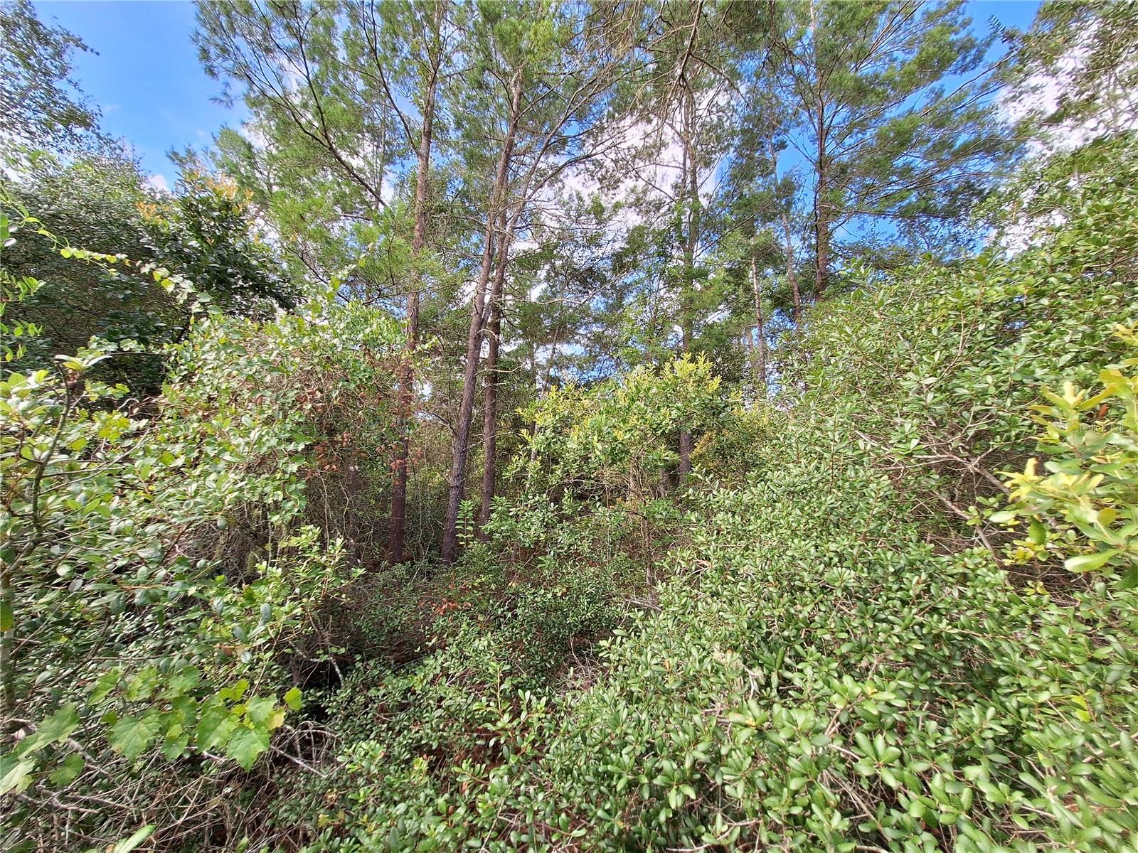 0 NE 135TH ST, FORT MC COY, FL — photo 19