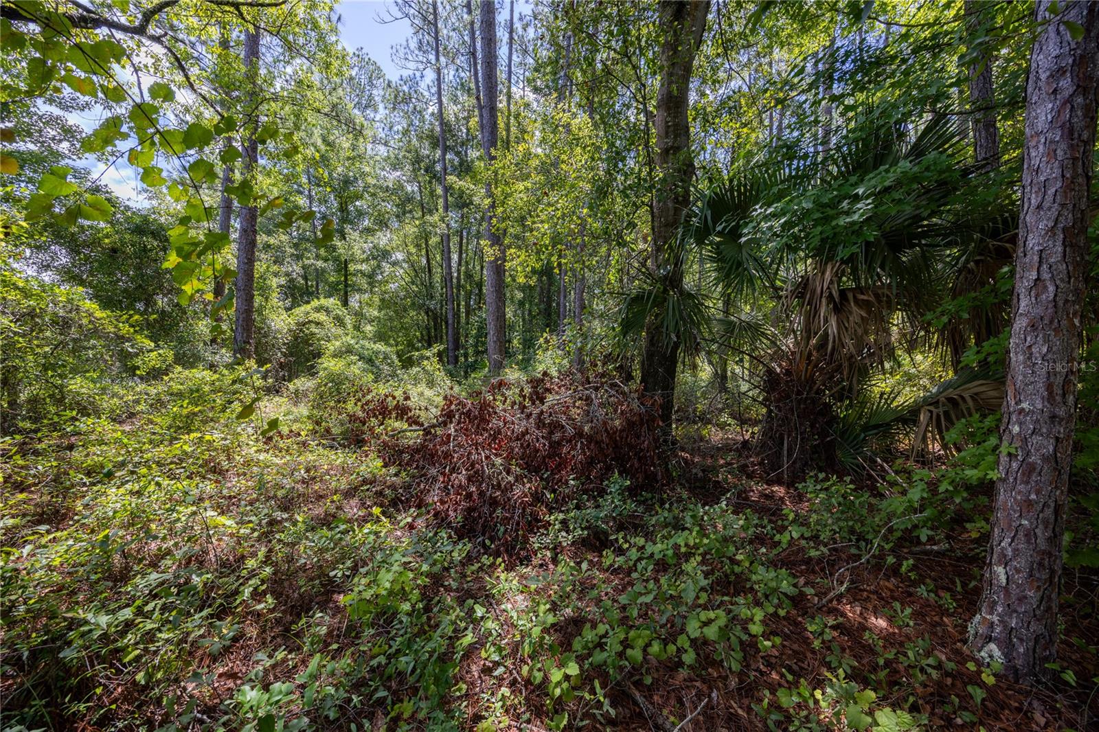 0 SE HAWTHORNE RD, HAWTHORNE, FL — photo 2