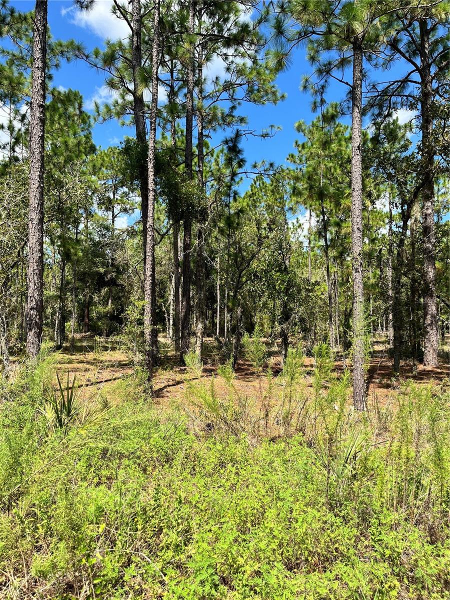 TBD SW 156TH CT, OCALA, FL — photo 2