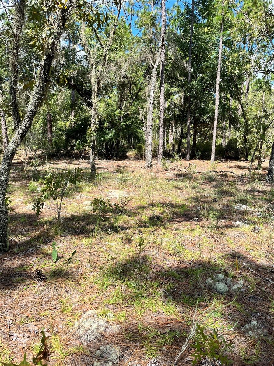 TBD SW 156TH CT, OCALA, FL — photo 4
