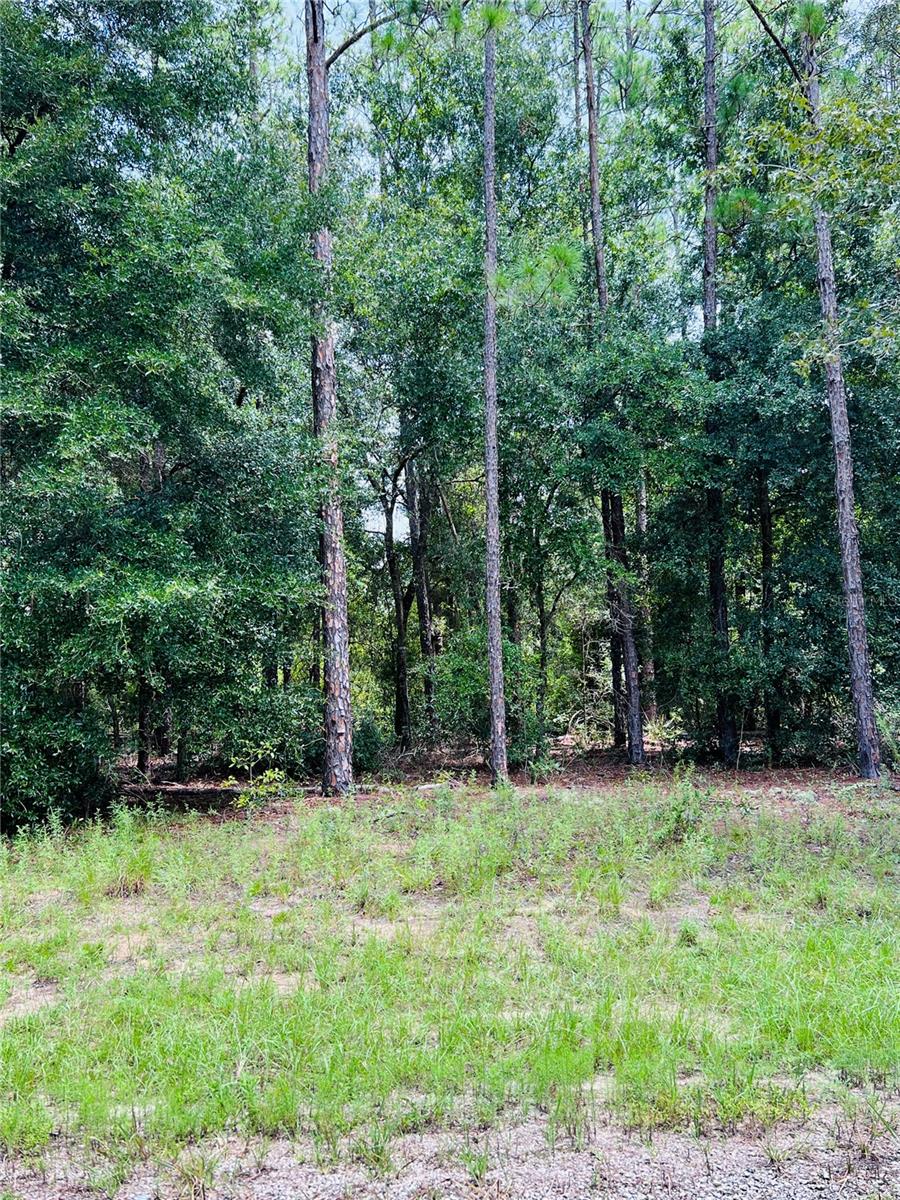 8681 N WALLINGFORD AVE, CITRUS SPRINGS, FL — photo 2