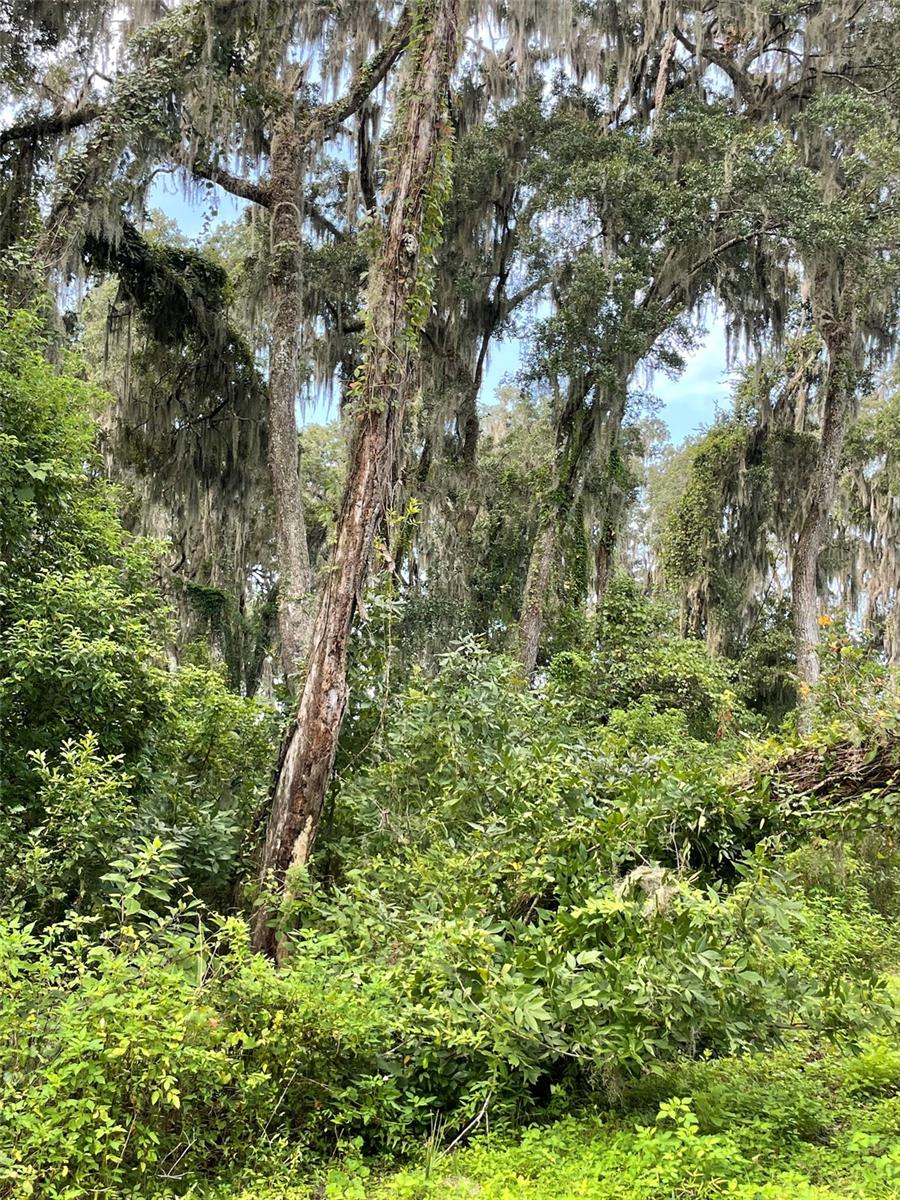 Parcel B NW 160TH AVE, MORRISTON, FL — photo 4