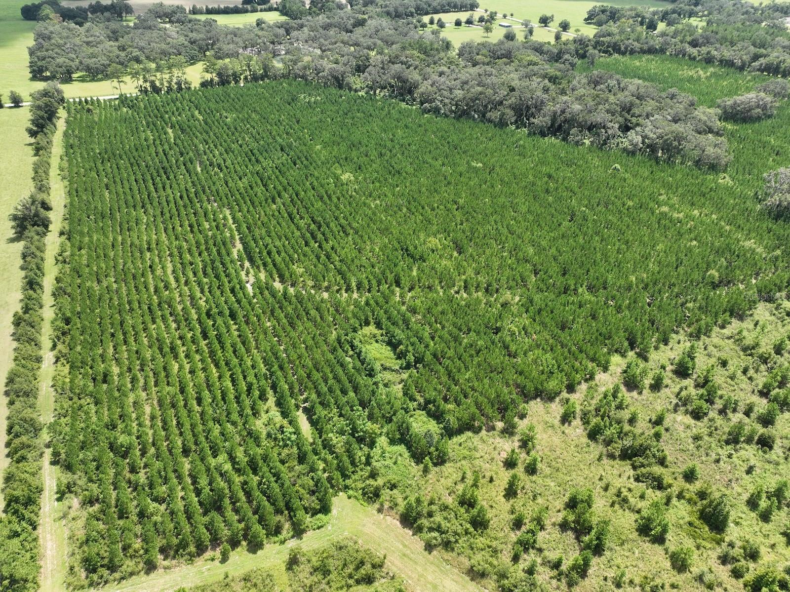 Parcel B NW 160TH AVE, MORRISTON, FL — photo 6