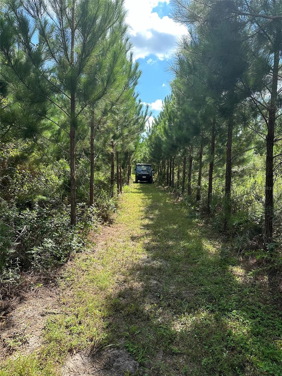 Parcel B NW 160TH AVE, MORRISTON, FL — photo 7
