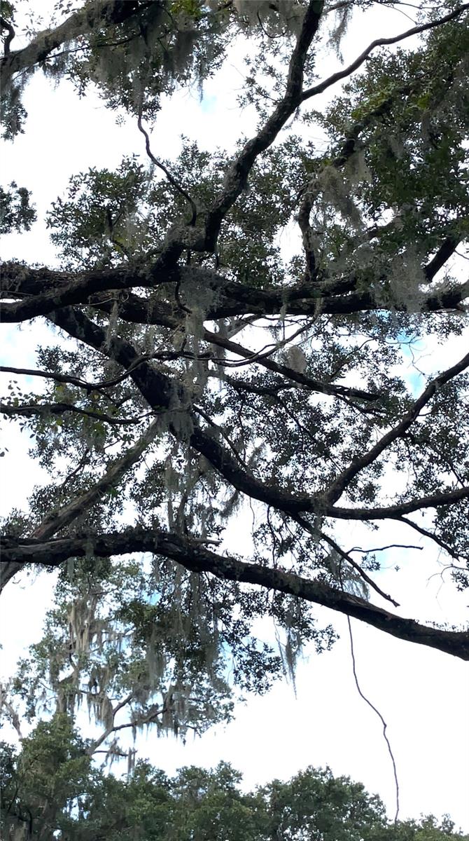 Parcel B NW 160TH AVE, MORRISTON, FL — photo 12