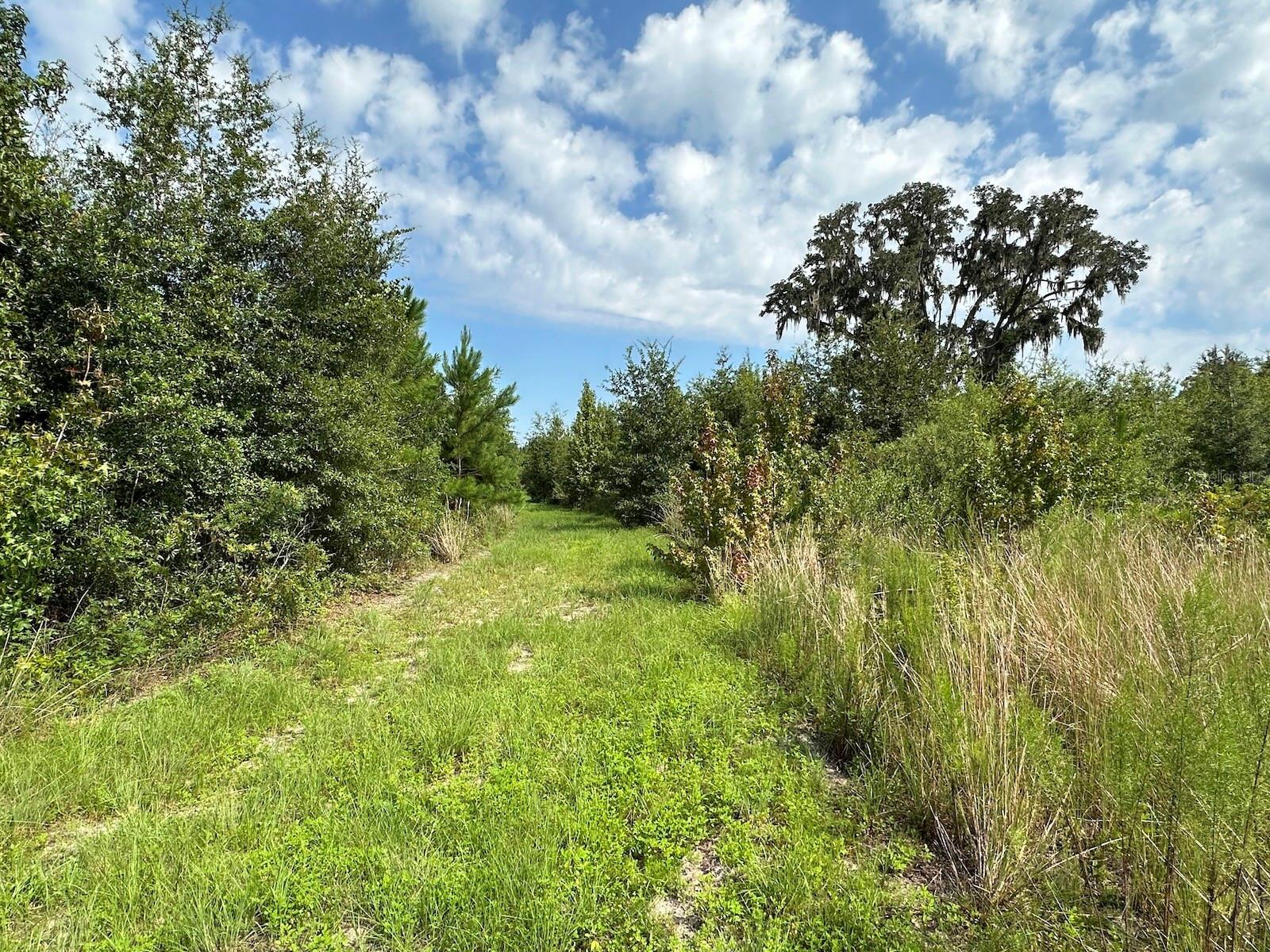 Parcel C NW 160TH AVE, MORRISTON, FL — photo 5