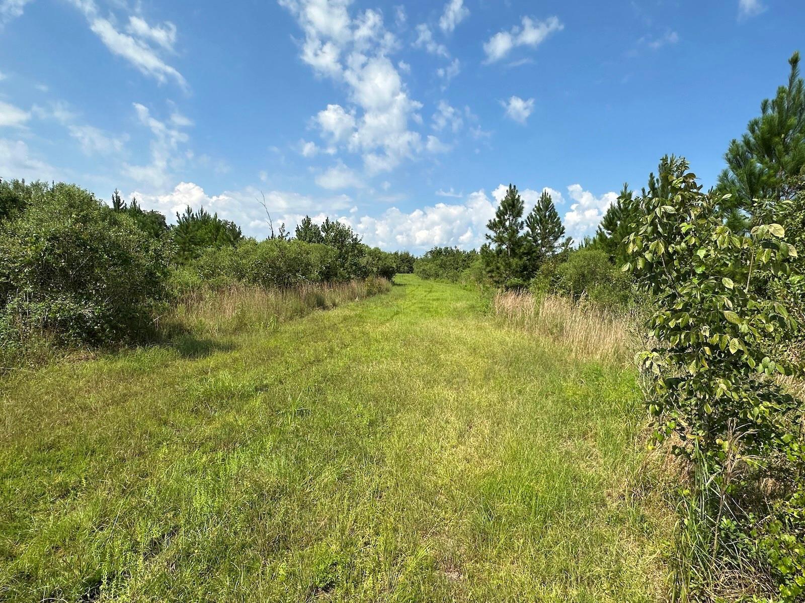 Parcel C NW 160TH AVE, MORRISTON, FL — photo 7