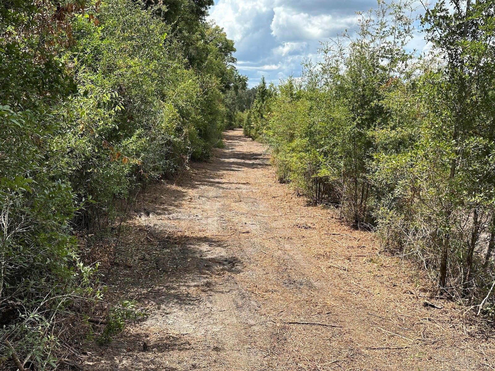 Parcel D NW 160TH AVE, MORRISTON, FL — photo 4