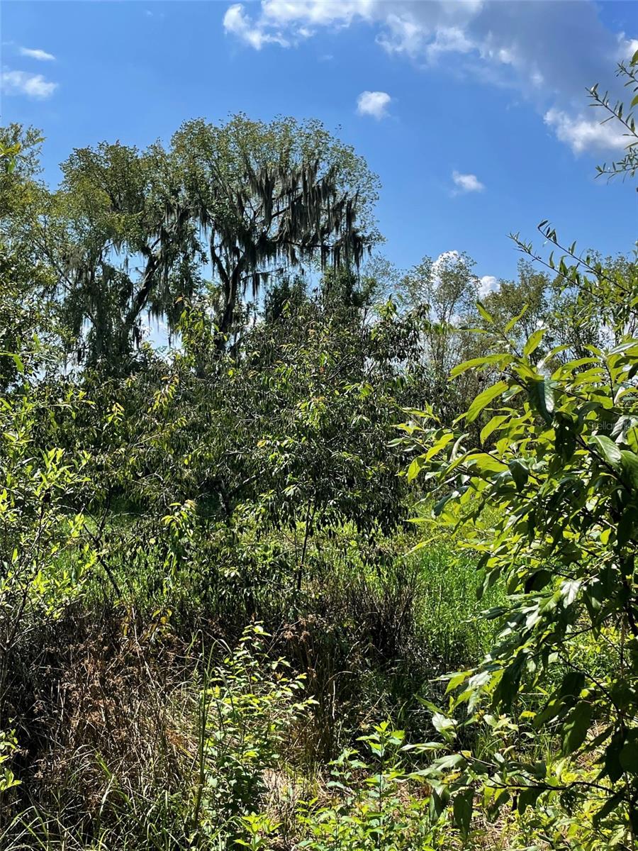 Parcel D NW 160TH AVE, MORRISTON, FL — photo 6