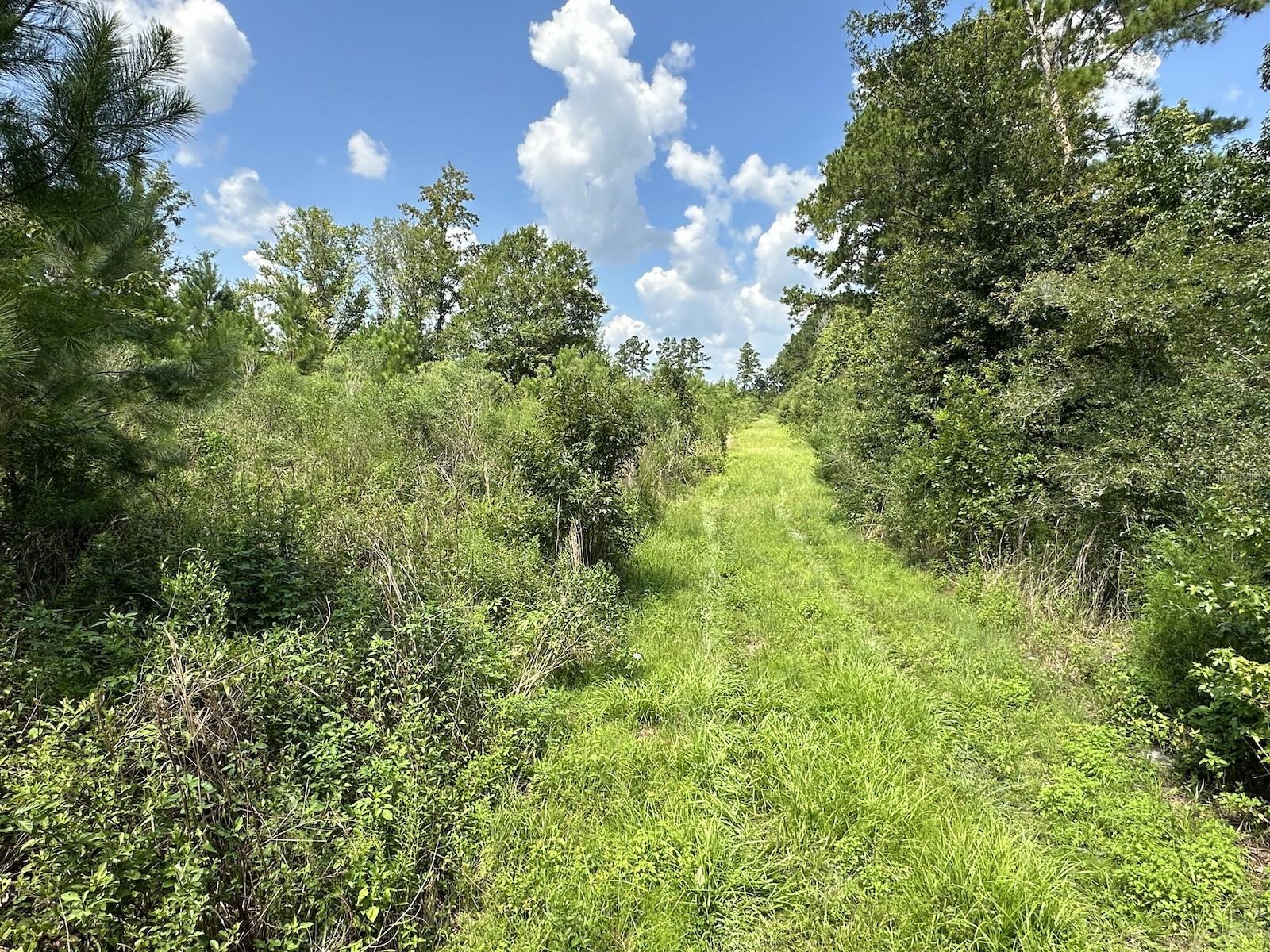 Parcel D NW 160TH AVE, MORRISTON, FL — photo 8