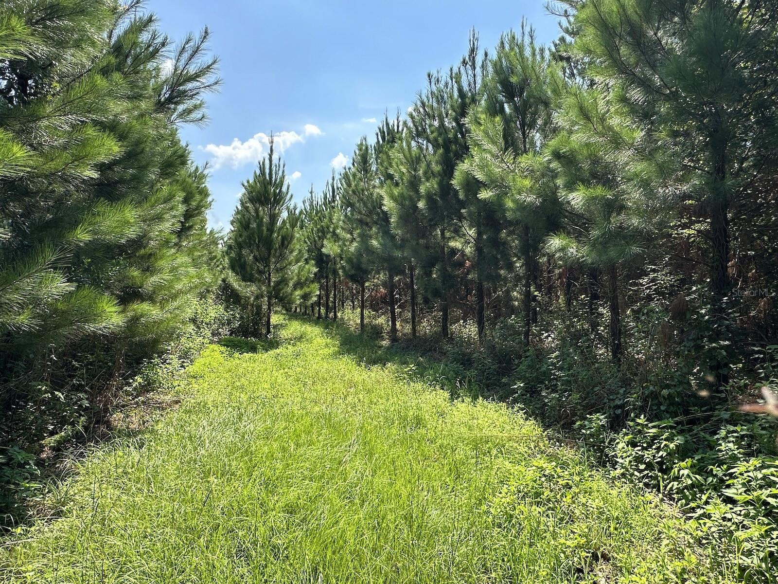 , MORRISTON, FL — photo 14