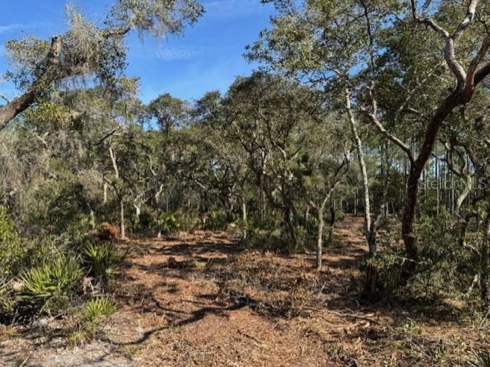 11901 NE 150TH AVE RD, FORT MC COY, FL — photo 17