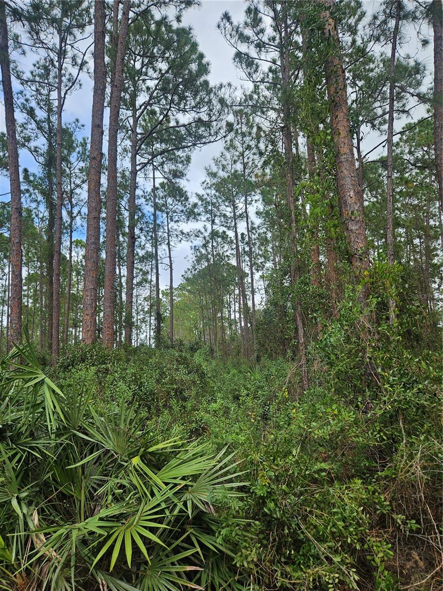 , DELTONA, FL — photo 24
