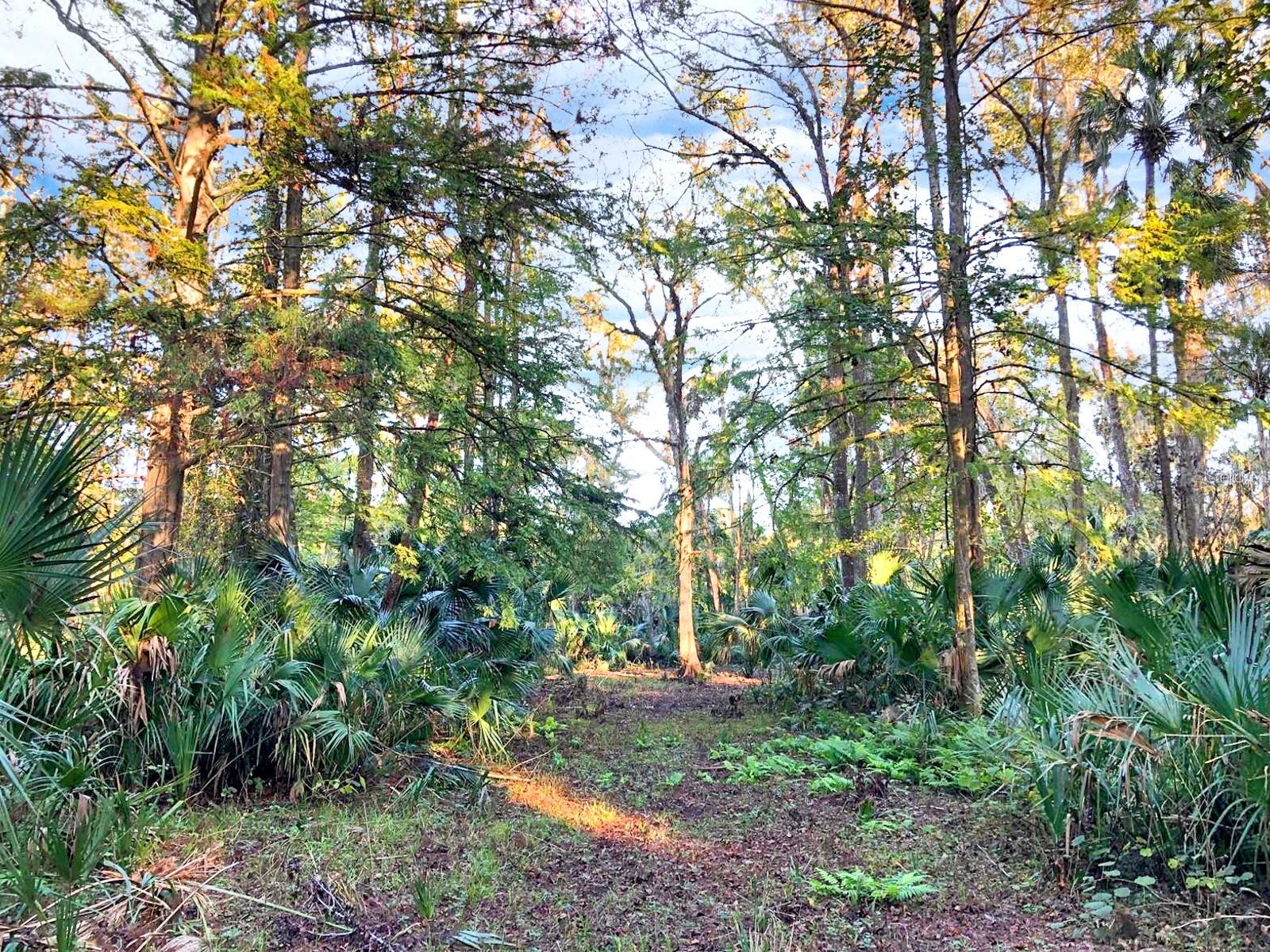 BRONSON RD, SORRENTO, FL — photo 27