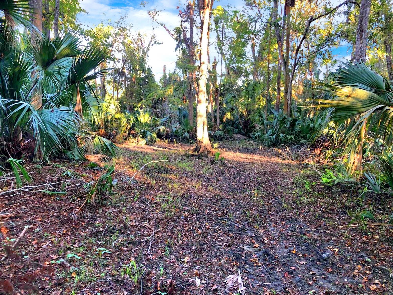 BRONSON RD, SORRENTO, FL — photo 21