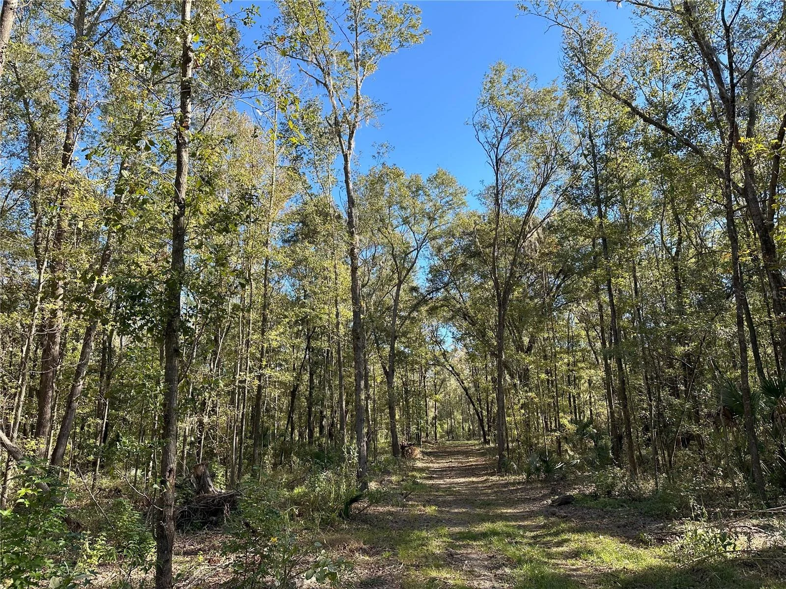55ac W HWY 318, REDDICK, FL — photo 2