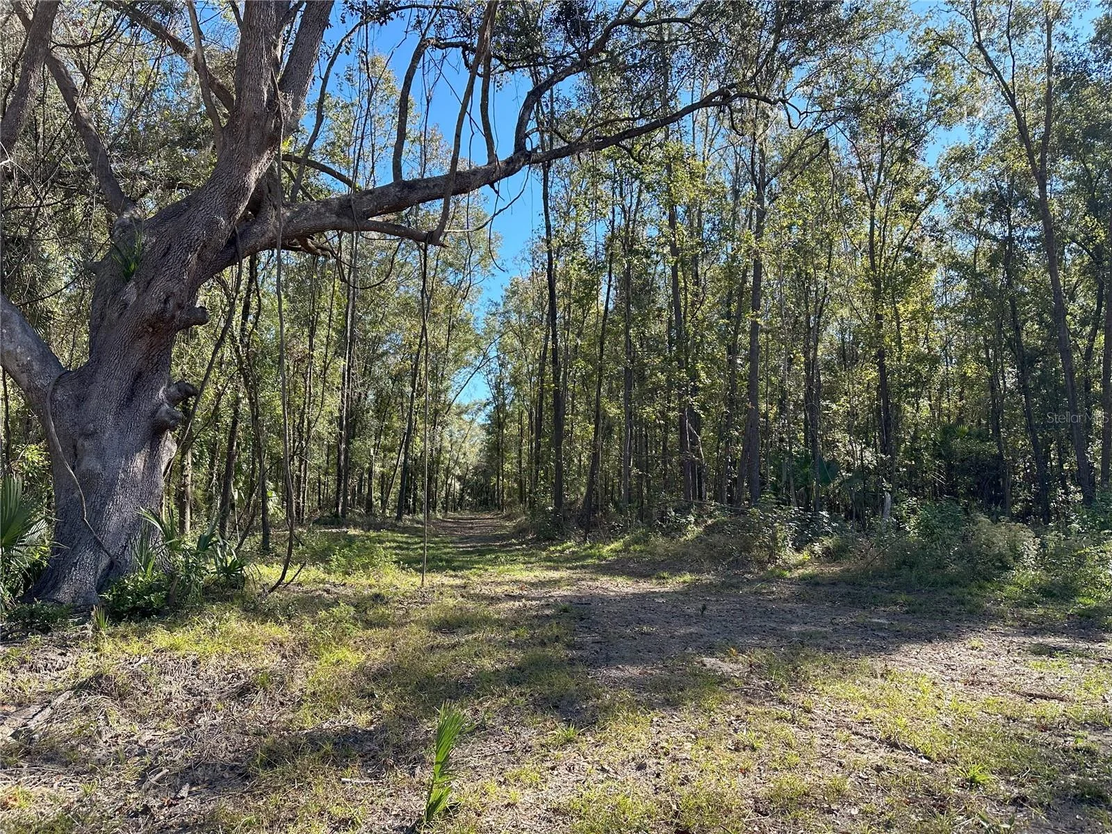 55ac W HWY 318, REDDICK, FL — photo 4