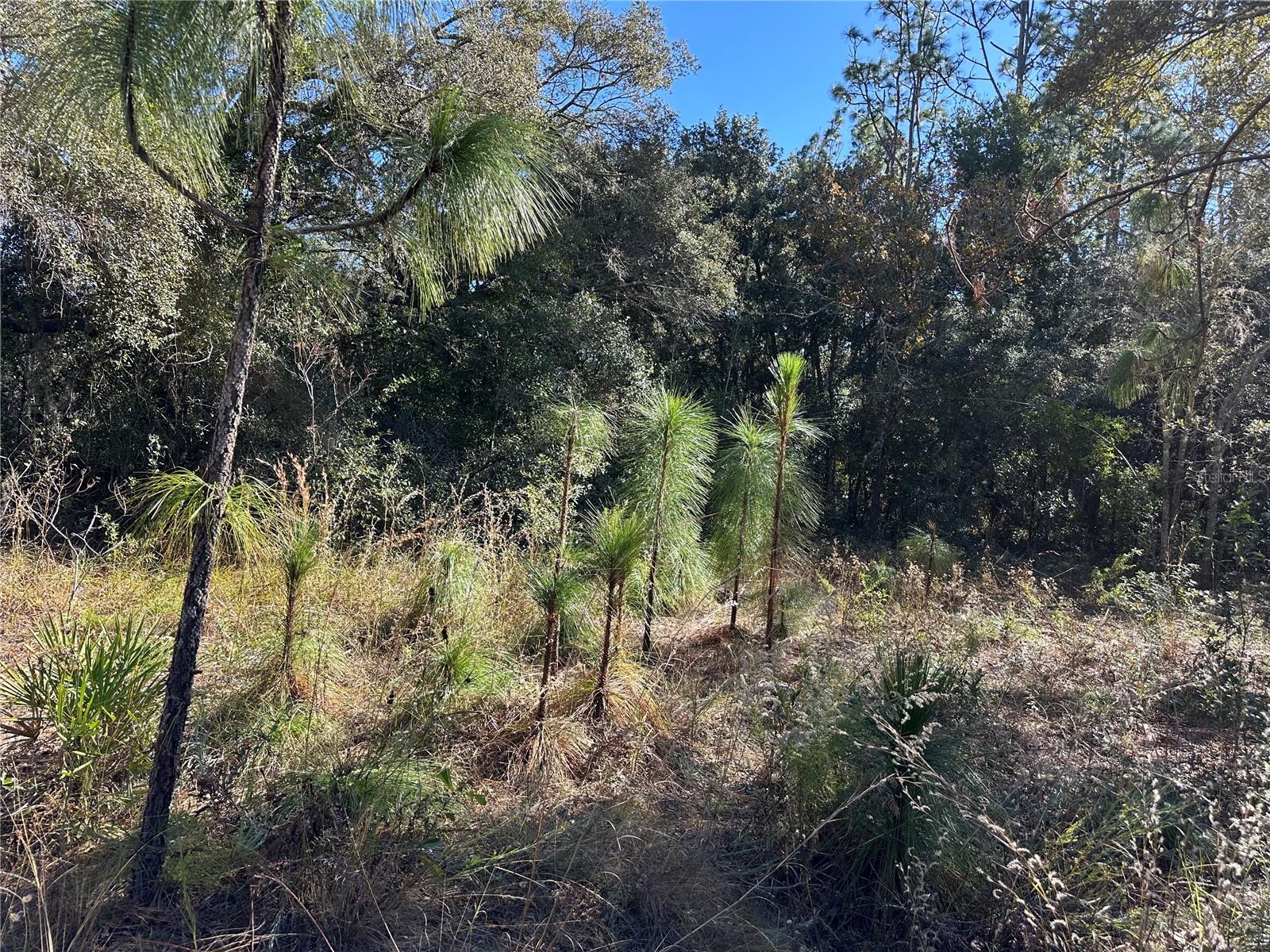 7991 N TINY LILY DR, CITRUS SPRINGS, FL — photo 4