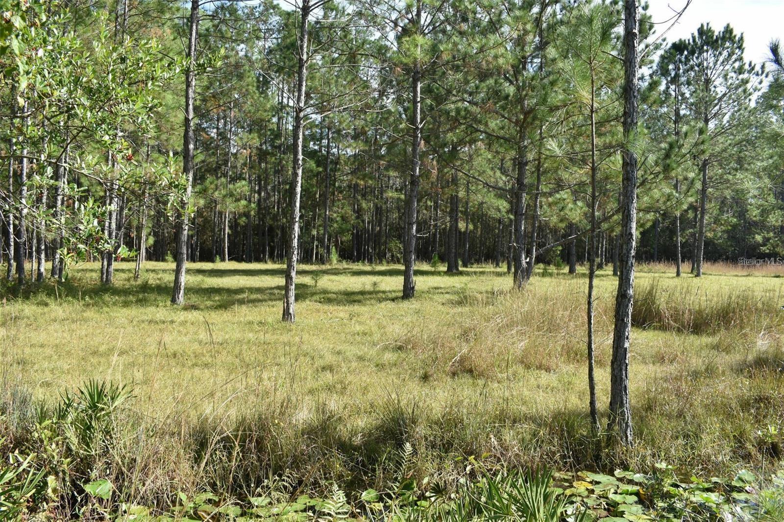 BERRY GROVES RD DR, CLERMONT, FL — photo 22