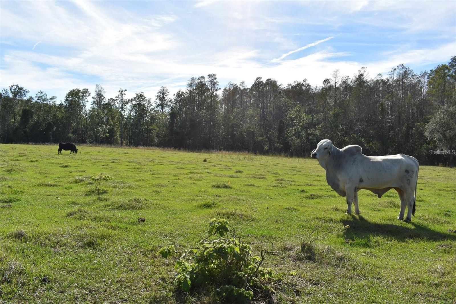 BERRY GROVES RD DR, CLERMONT, FL — photo 25