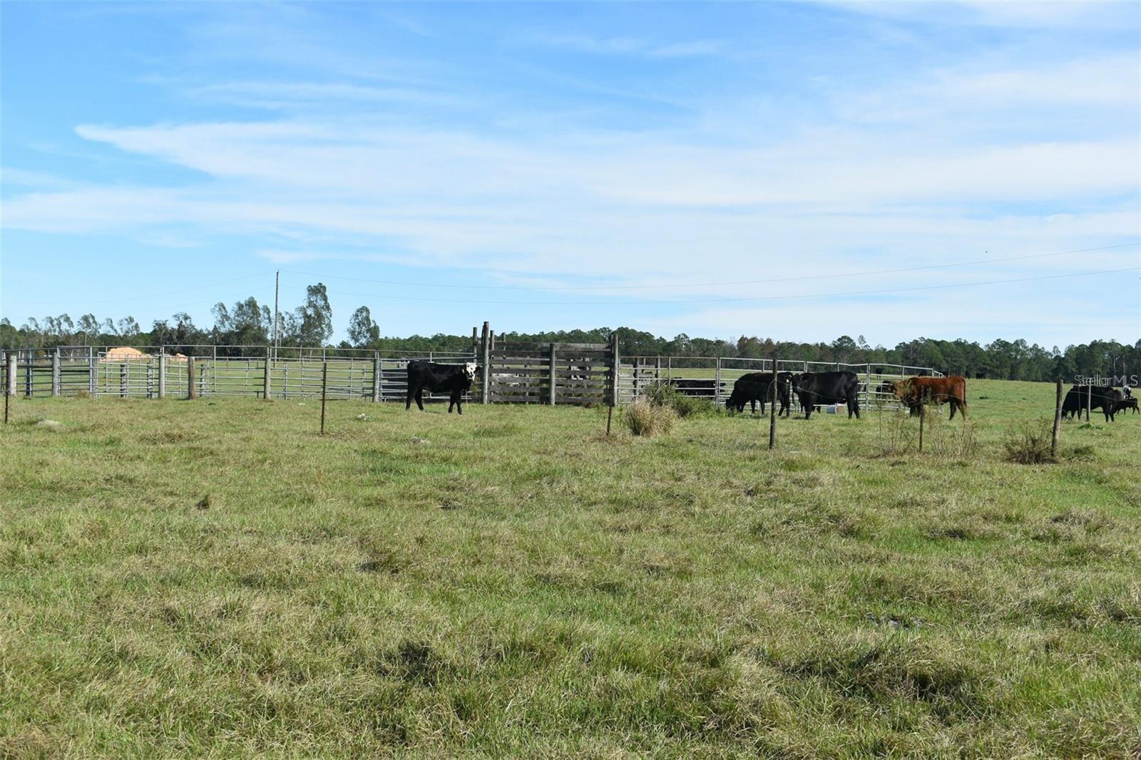 BERRY GROVES RD DR, CLERMONT, FL — photo 27