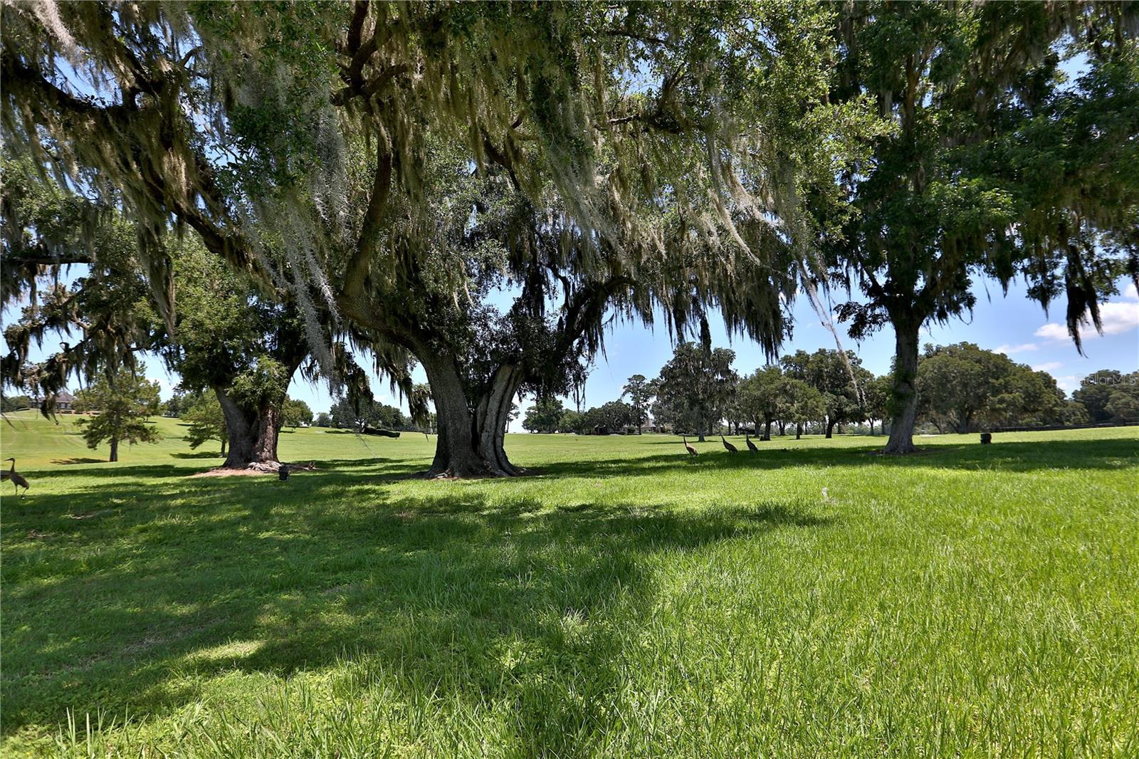 6800 & 6500 NW 193RD ST, MICANOPY, FL — photo 48