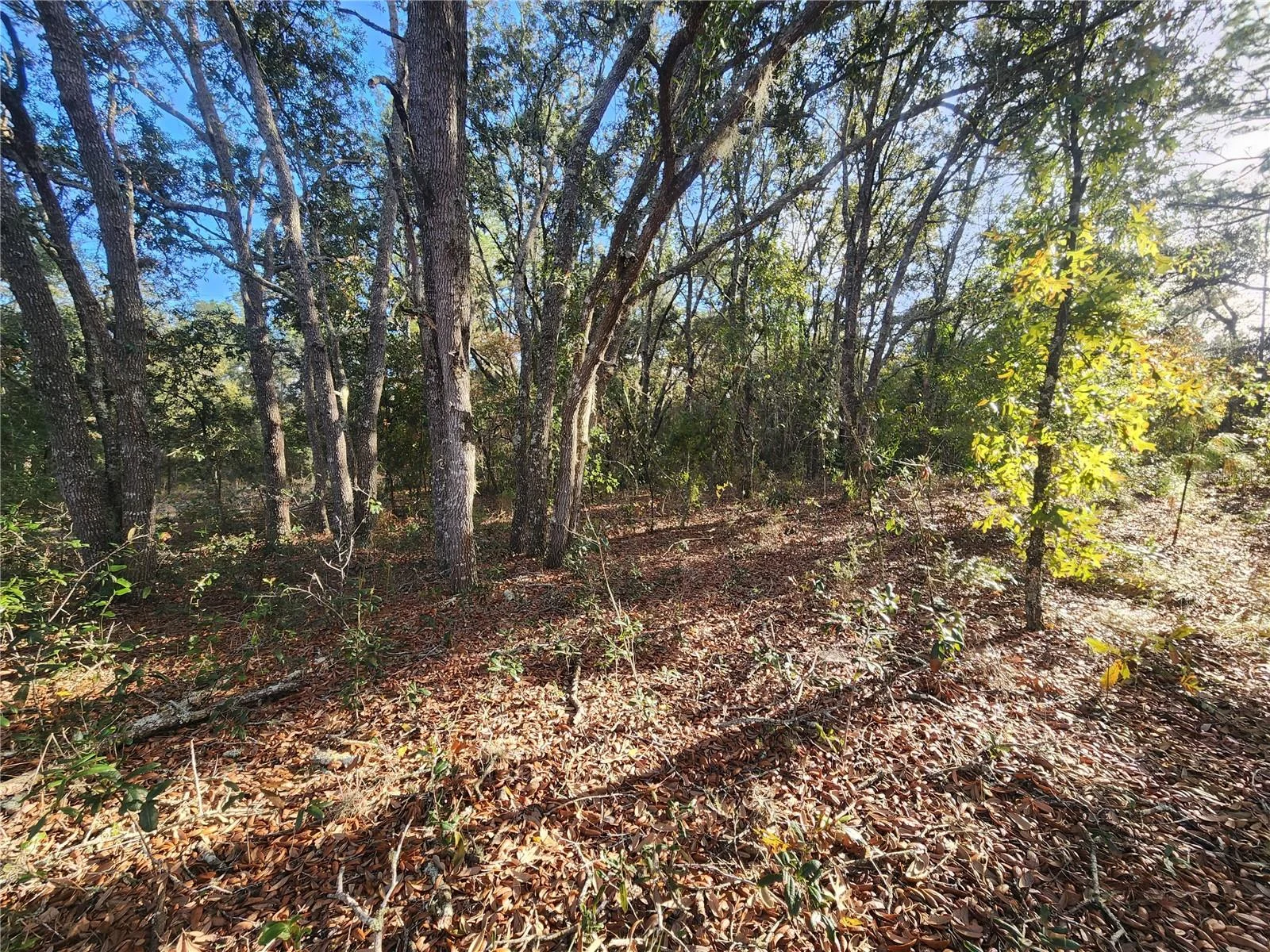 2176 W CONWAY DR, CITRUS SPRINGS, FL — photo 4