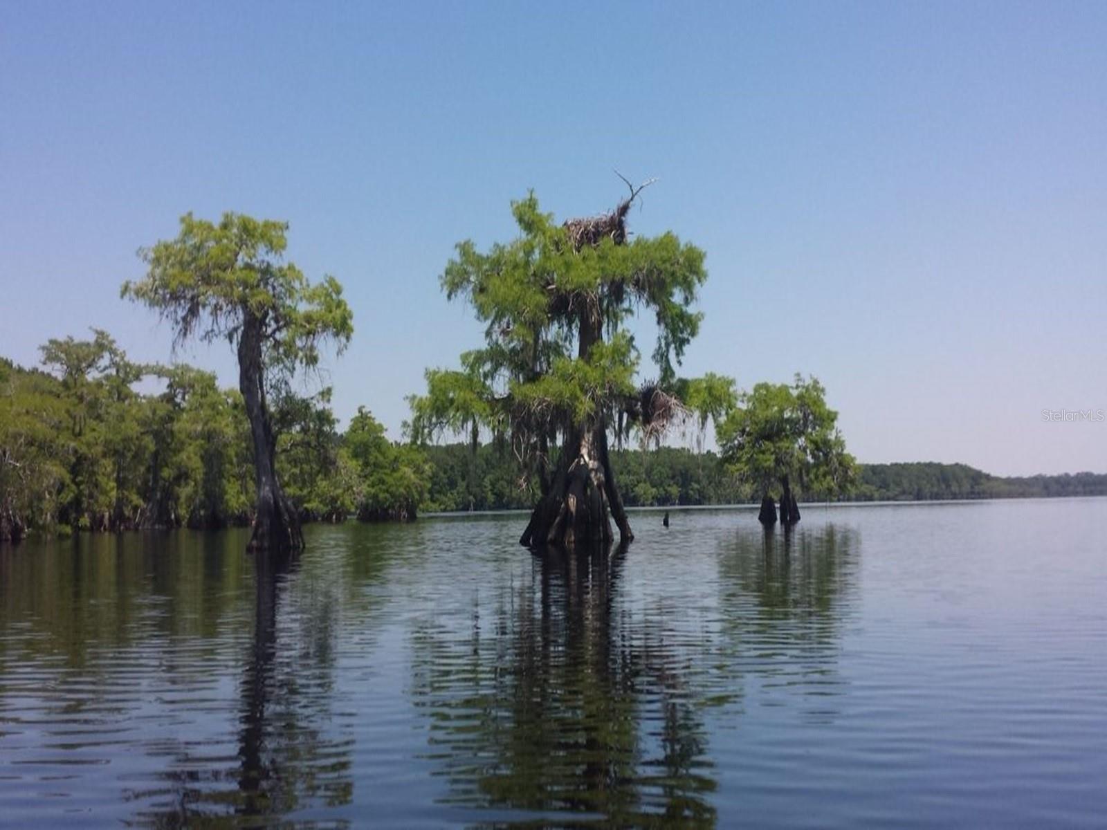 ROYAL TRAILS RD, EUSTIS, FL — photo 5
