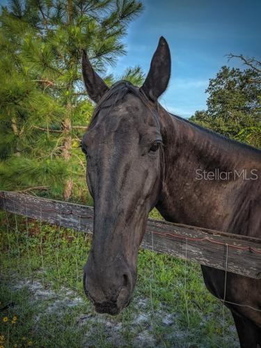 ROYAL TRAILS RD, EUSTIS, FL — photo 14