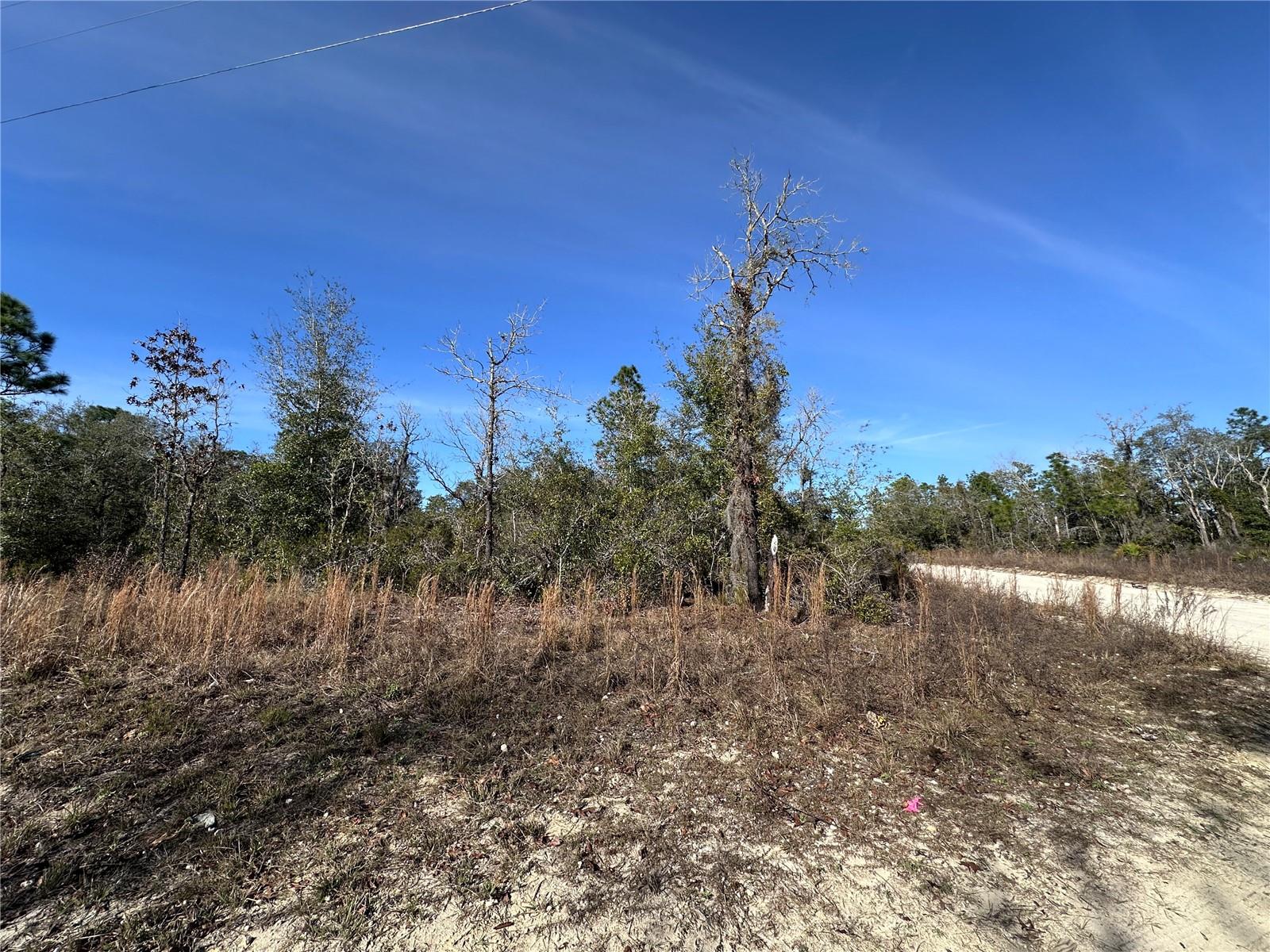 tbd NE 117TH TER, WILLISTON, FL — photo 5