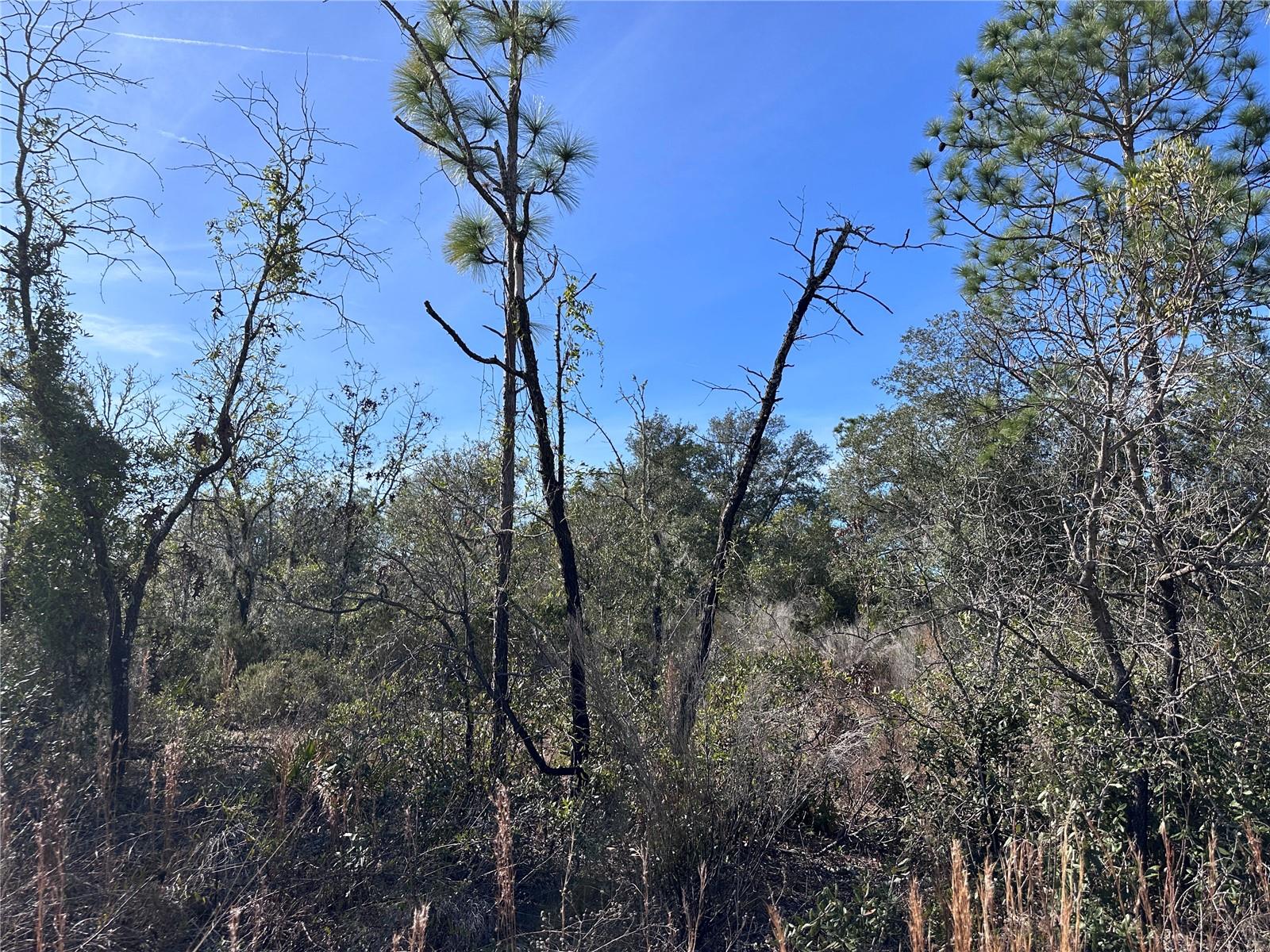 tbd NE 117TH TER, WILLISTON, FL — photo 14