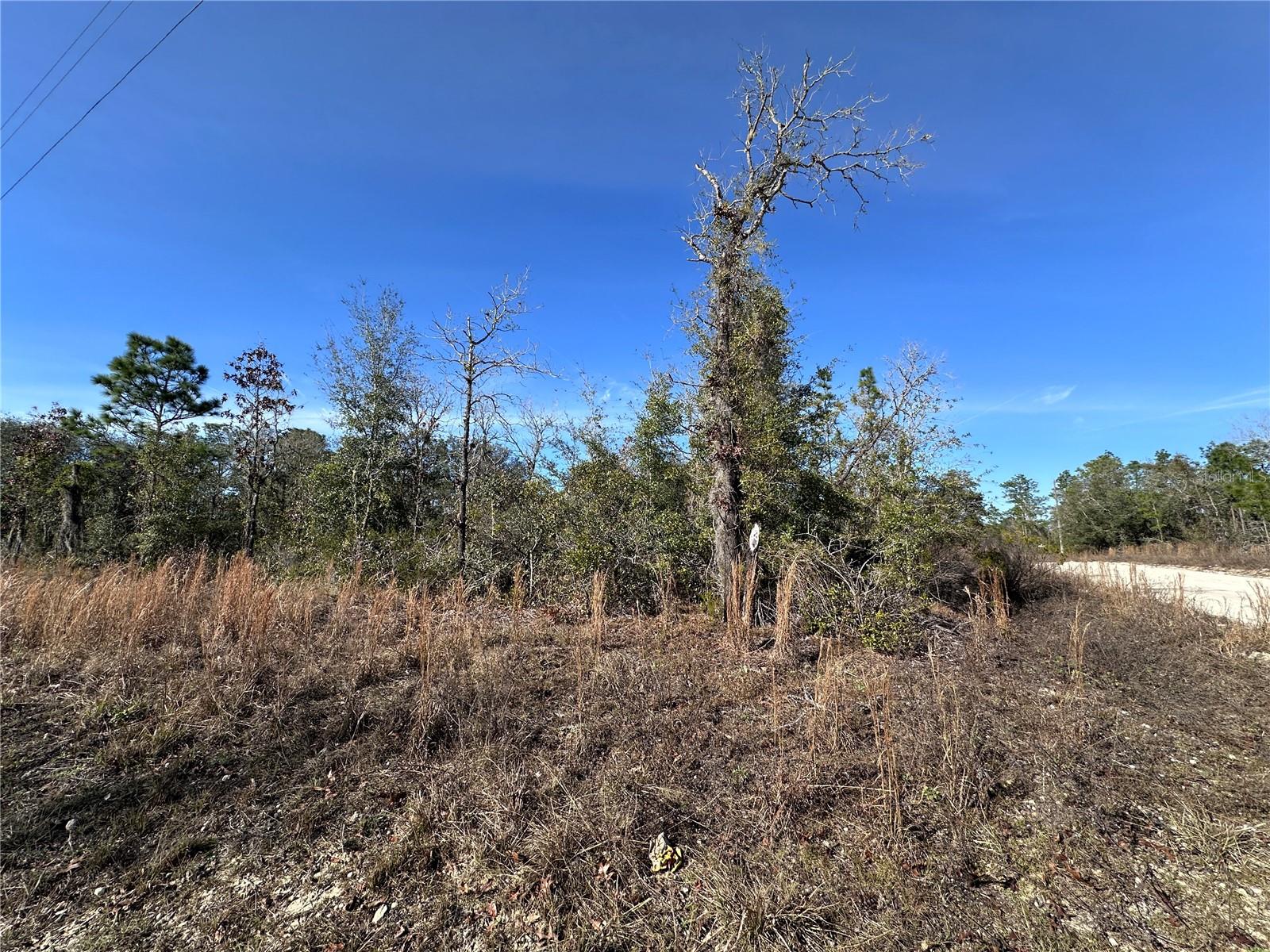 tbd NE 117TH TER, WILLISTON, FL — photo 17